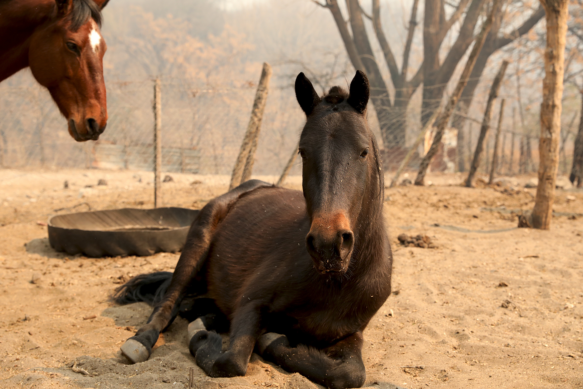 Los animales también debieron ser evacuados y trasladados a lugares seguros y alejados del fuego.