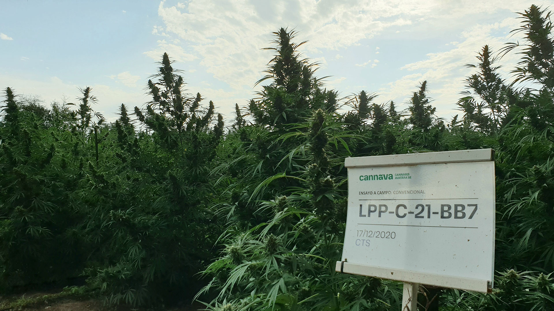 En Jujuy se cultiva cannabis en 35 hectáreas y proyectan ampliar a 220 el año próximo