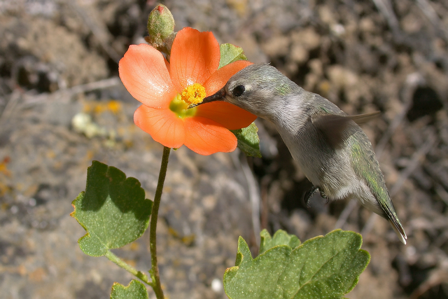 Cuáles son las 7 plantas que ayudan a atraer colibríes al jardín - Infobae, image size:1536x1024