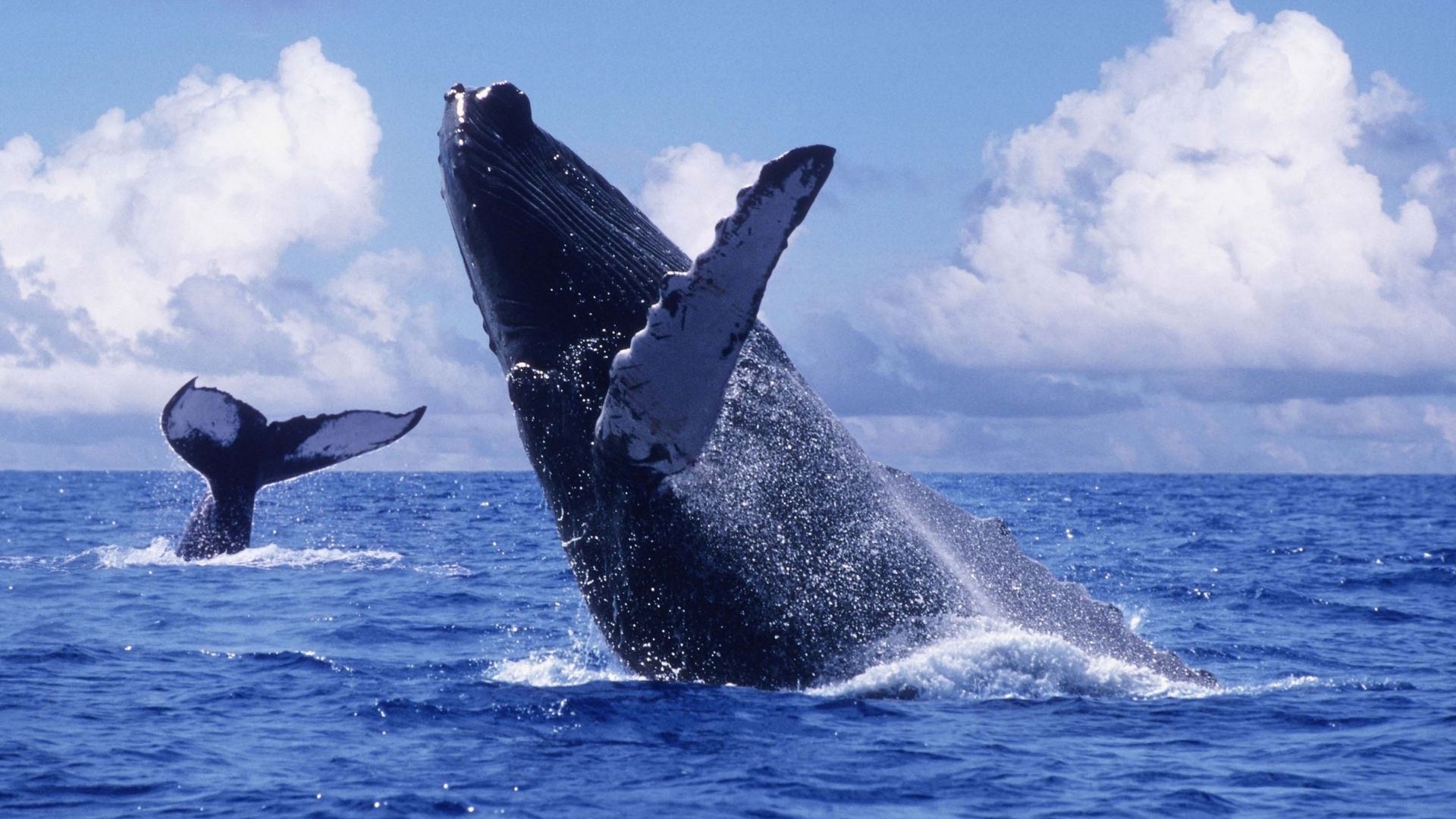 Descubren que las ballenas jorobadas viajan hasta  kilómetros en busca  de una pareja - Infobae