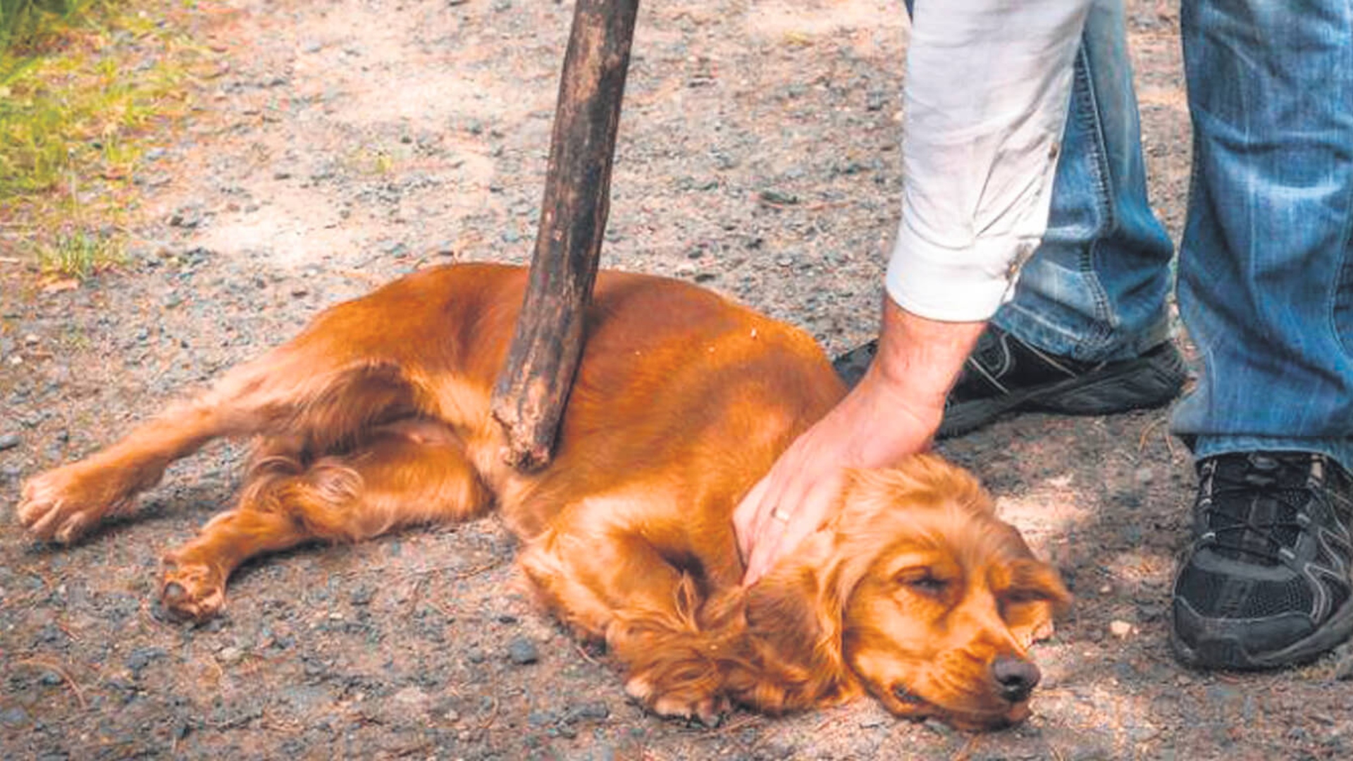 Huacho: Dictan comparecencia con restricciones a hombre que mató a perrito
