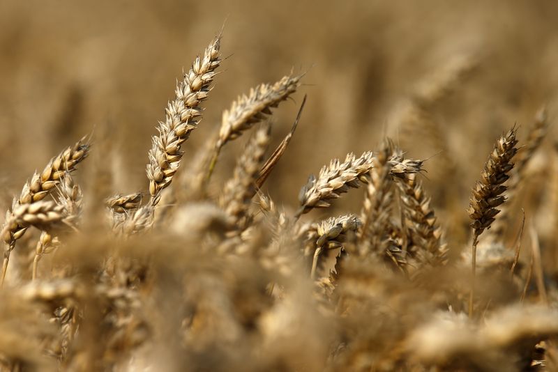 File image of a wheat field in Beaucamps-le-Vieux, northern France.  July 31, 2014. REUTERS/Benoit Tessier/File