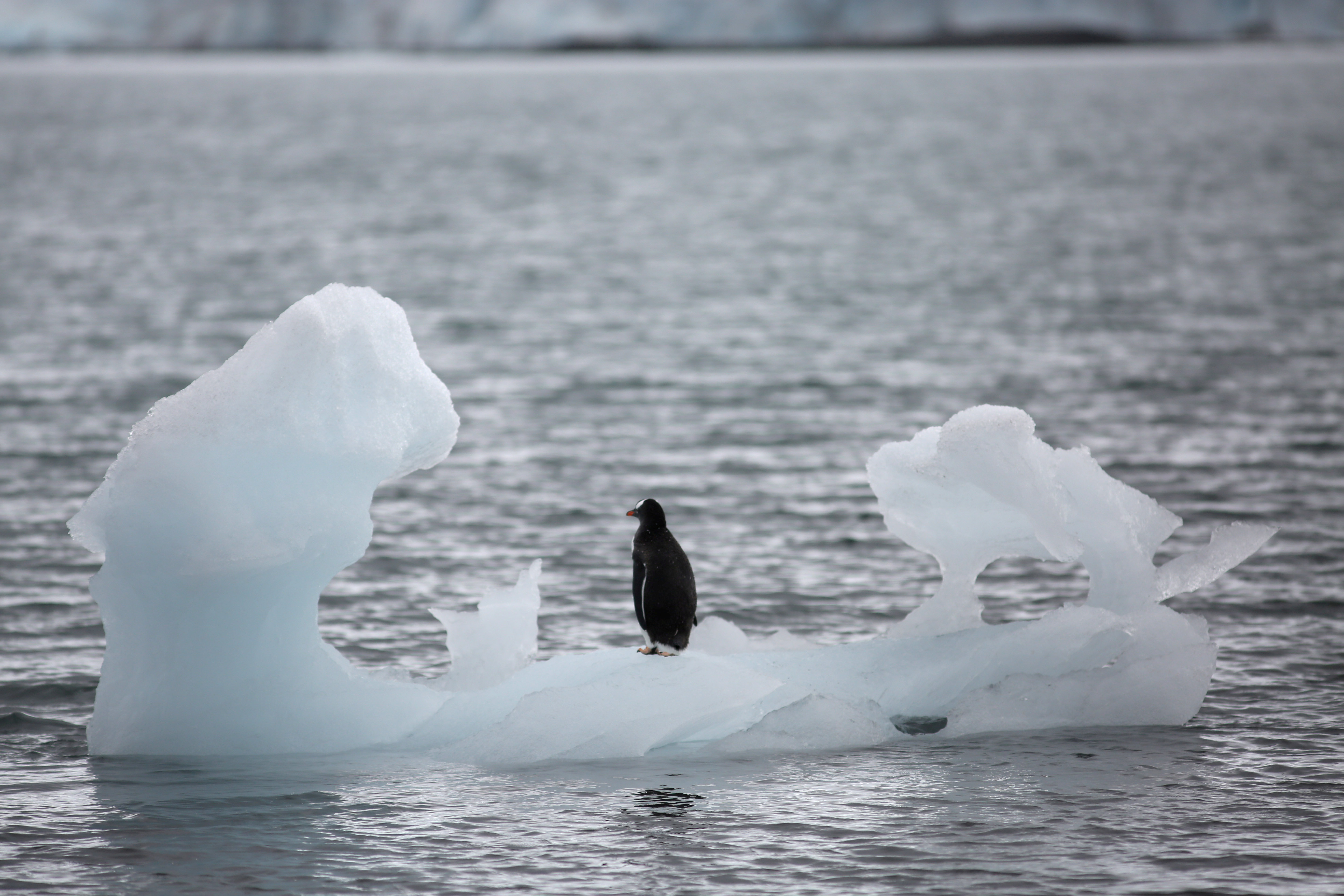 Foto de un pingüino parado sobre un iceberg en la Antártida. Foto: Reuters/Alexandre Meneghini