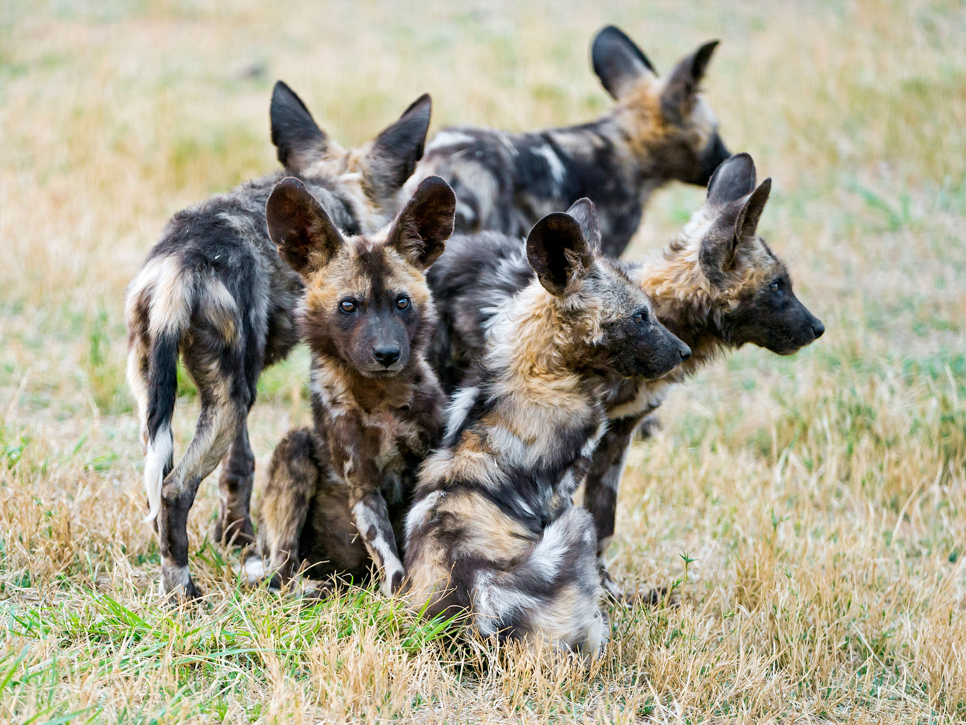 Los perros salvajes africanos se encuentran en peligro de extinción 
(Getty Images)