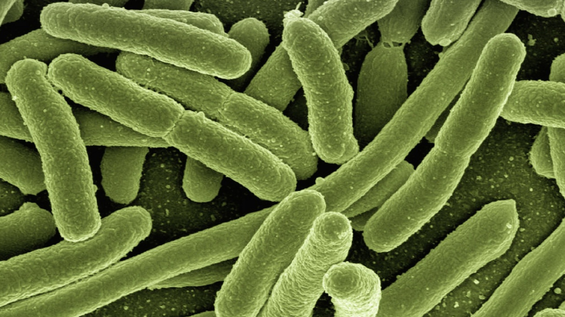 Los expertos de Harvard modificaron una cepa de E. coli para hacerla inmune a todas las infecciones virales de la naturaleza