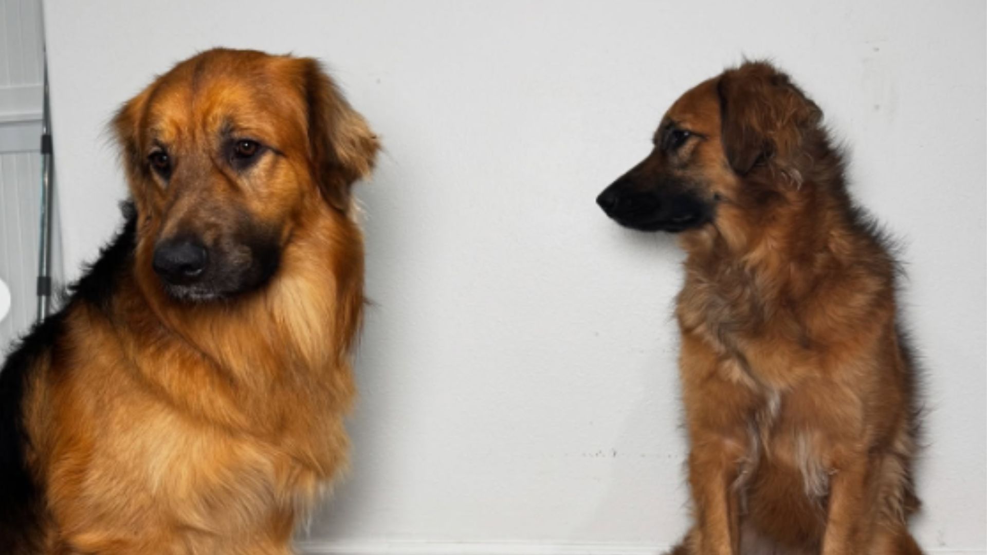 Cruzan un golden retriever con un pastor alemán, con un adorable resultado:  por qué es beneficioso el mestizaje - Infobae, image size:1920x1080