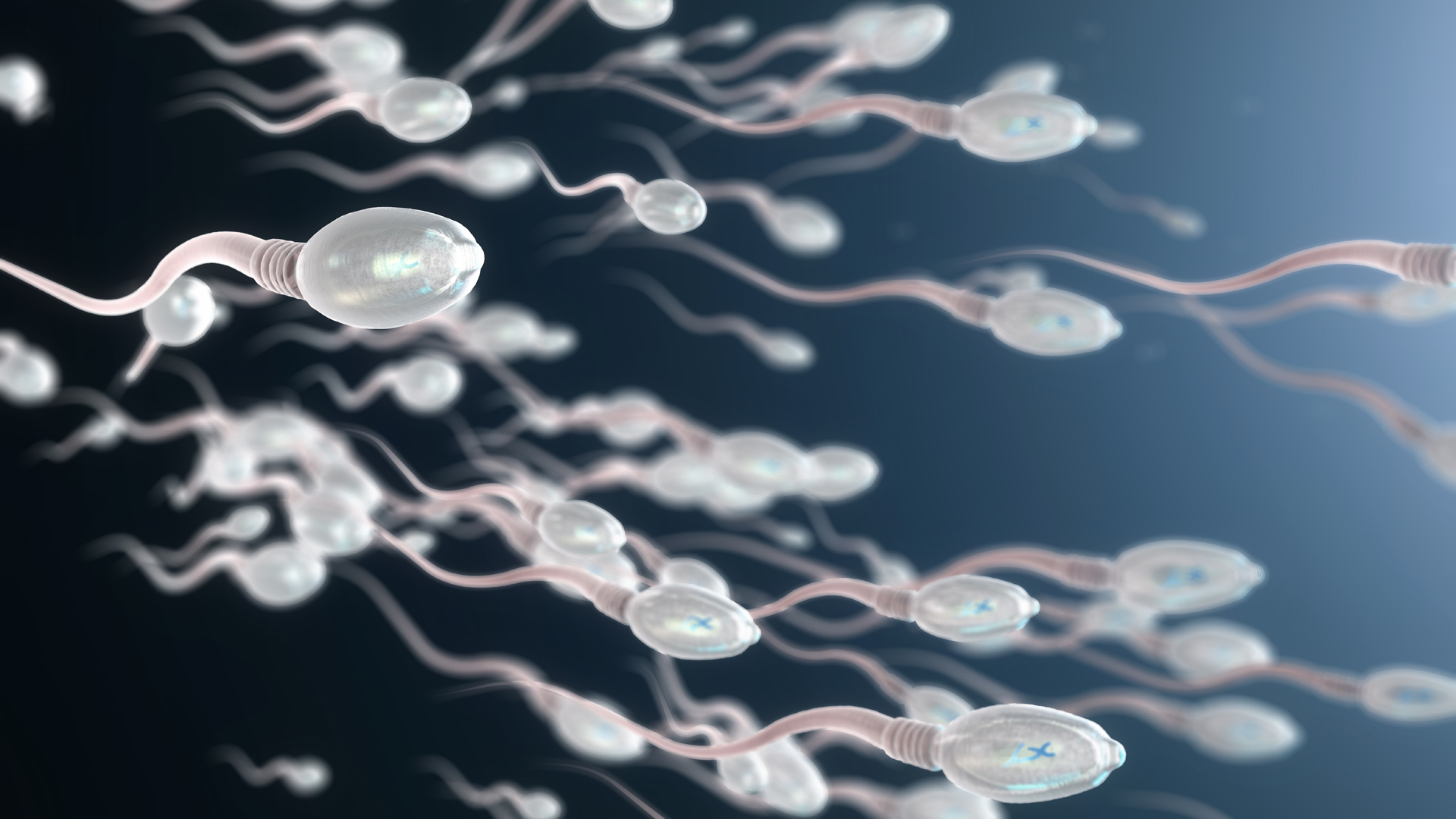 Una de las causas de la infertilidad es la falta de espermatozoides en el hombre/Archivo