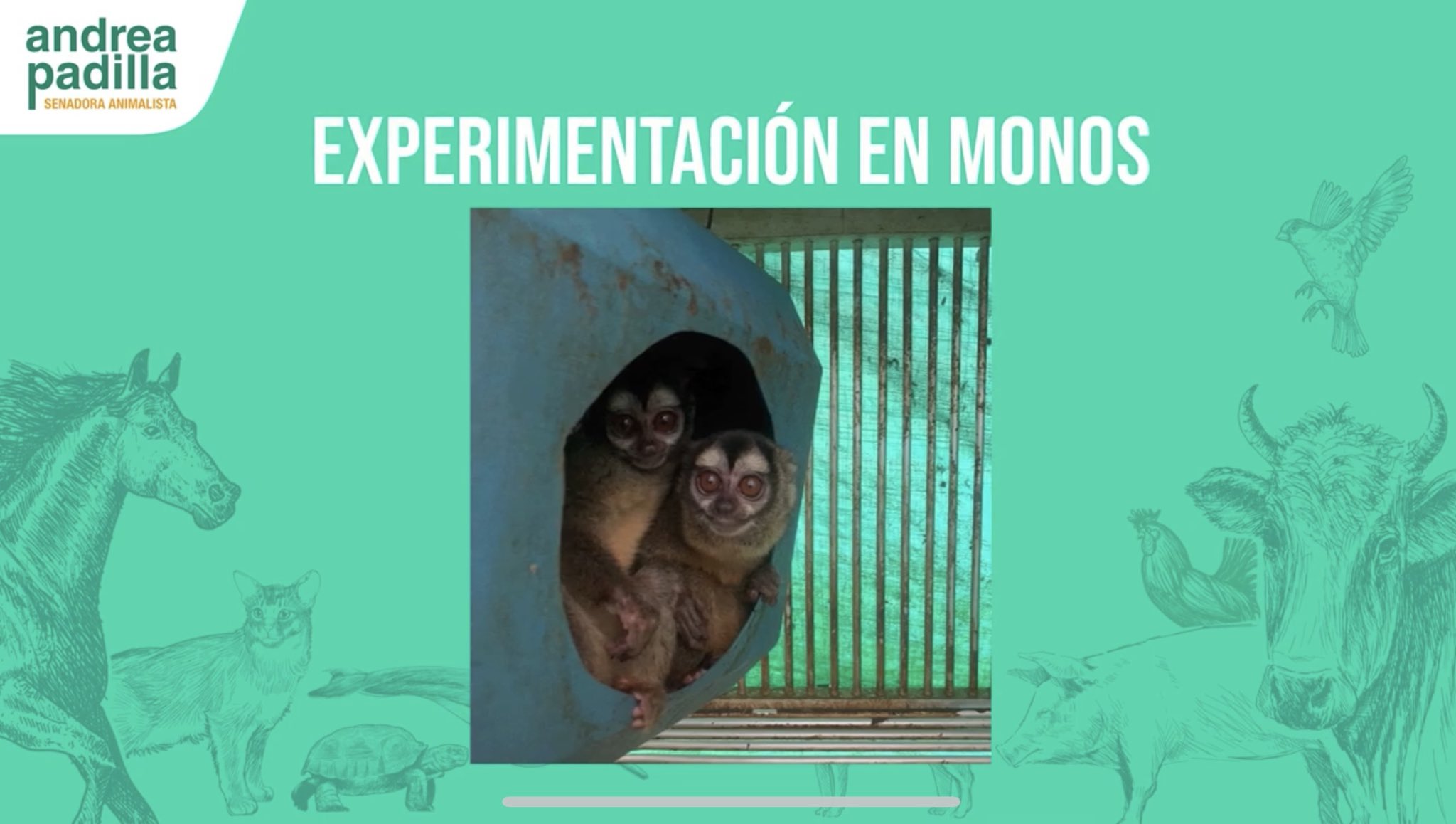 Laboratorios denunciados por maltrato animal quedaron al descubierto tras investigación y deberán entregar monos explotados 