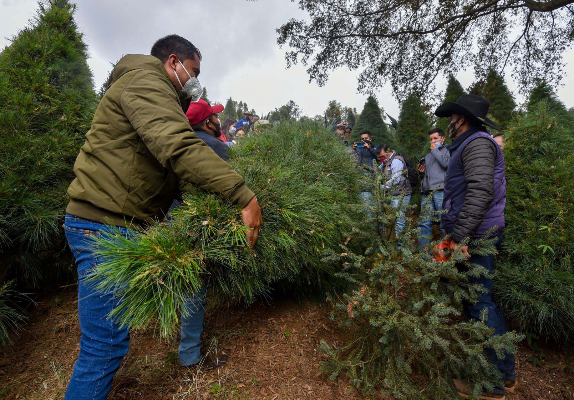 Venta de árboles navideños en el Estado de México; productores esperan buenas ventas a pesar de la contingencia por COVID-19 (Foto: Crisanta Espinosa Aguilar /Cuartoscuro)