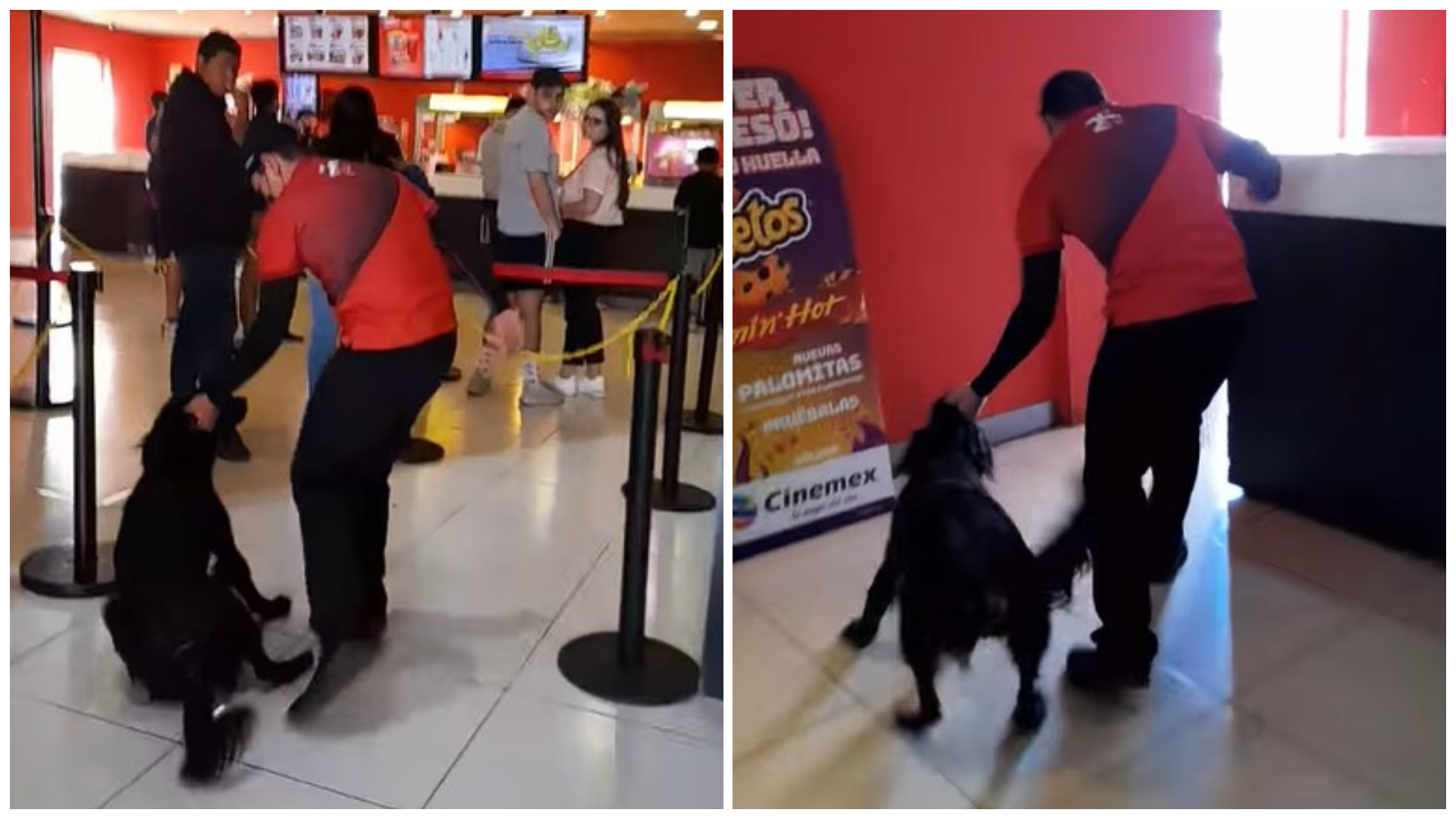 Exhibieron a empleado de Cinemex en Morelia sacando a un perro de forma  “cruel” - Infobae
