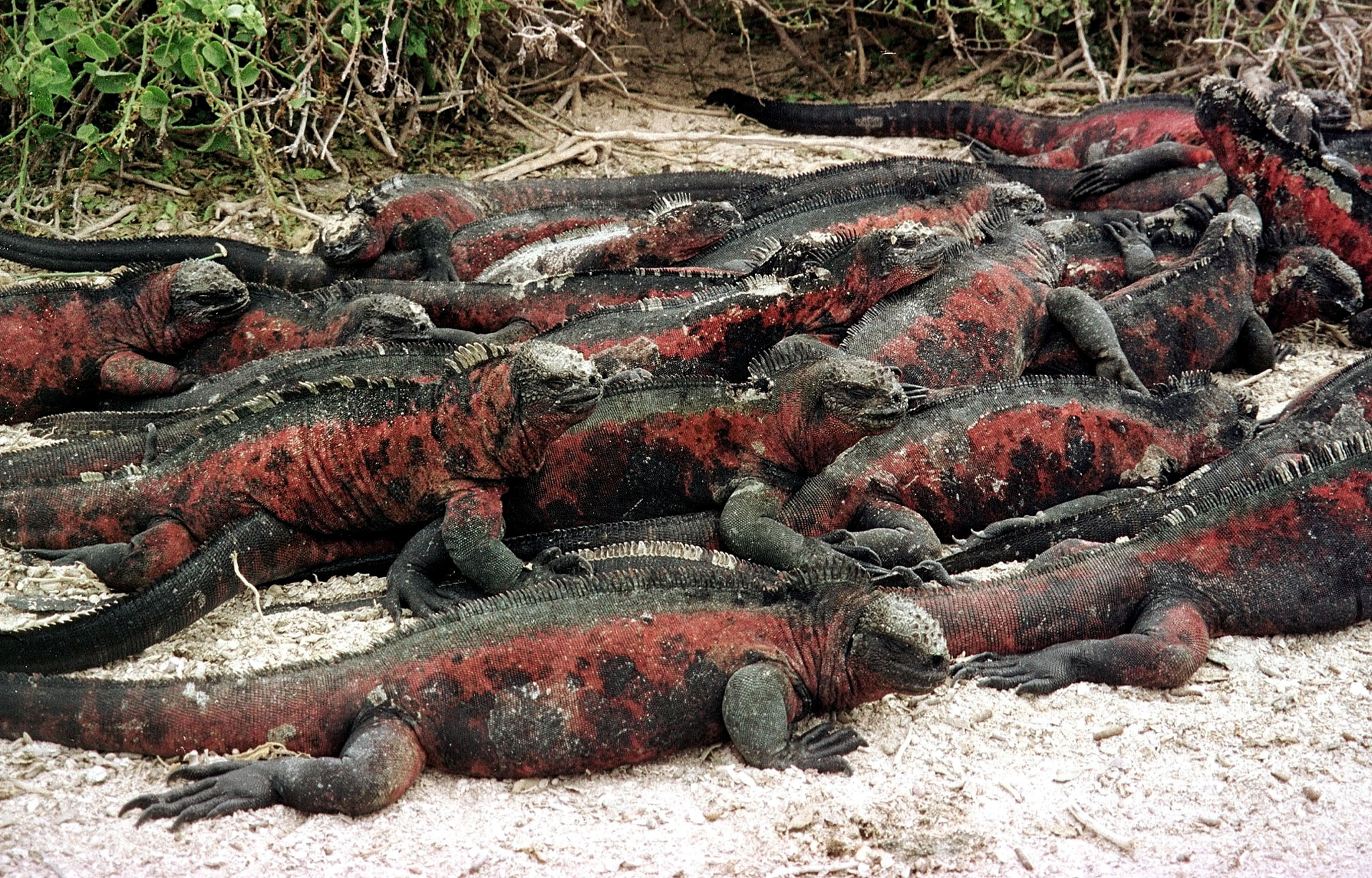 Las iguanas marinas pueden ser vistas con facilidad en las islas Galápagos. (REUTERS/Daniel Flynn/Archivo)