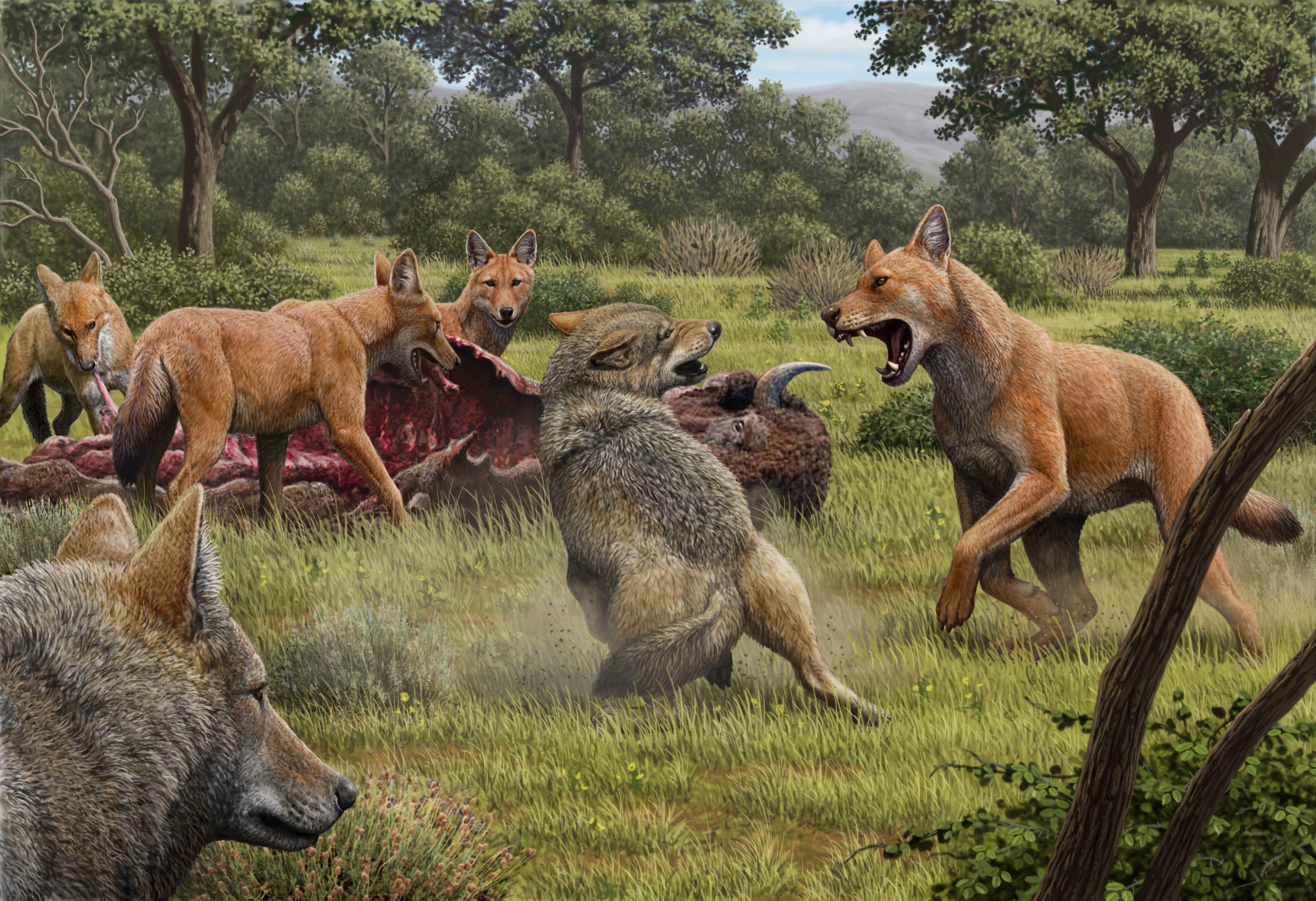 Una manada de lobos de pelaje rojo (Canis Dirus) se alimentan del visón que han cazado, mientras que unos lobos grises( Canis Lupus) intentan acceder a la presa (EFE/Nature)