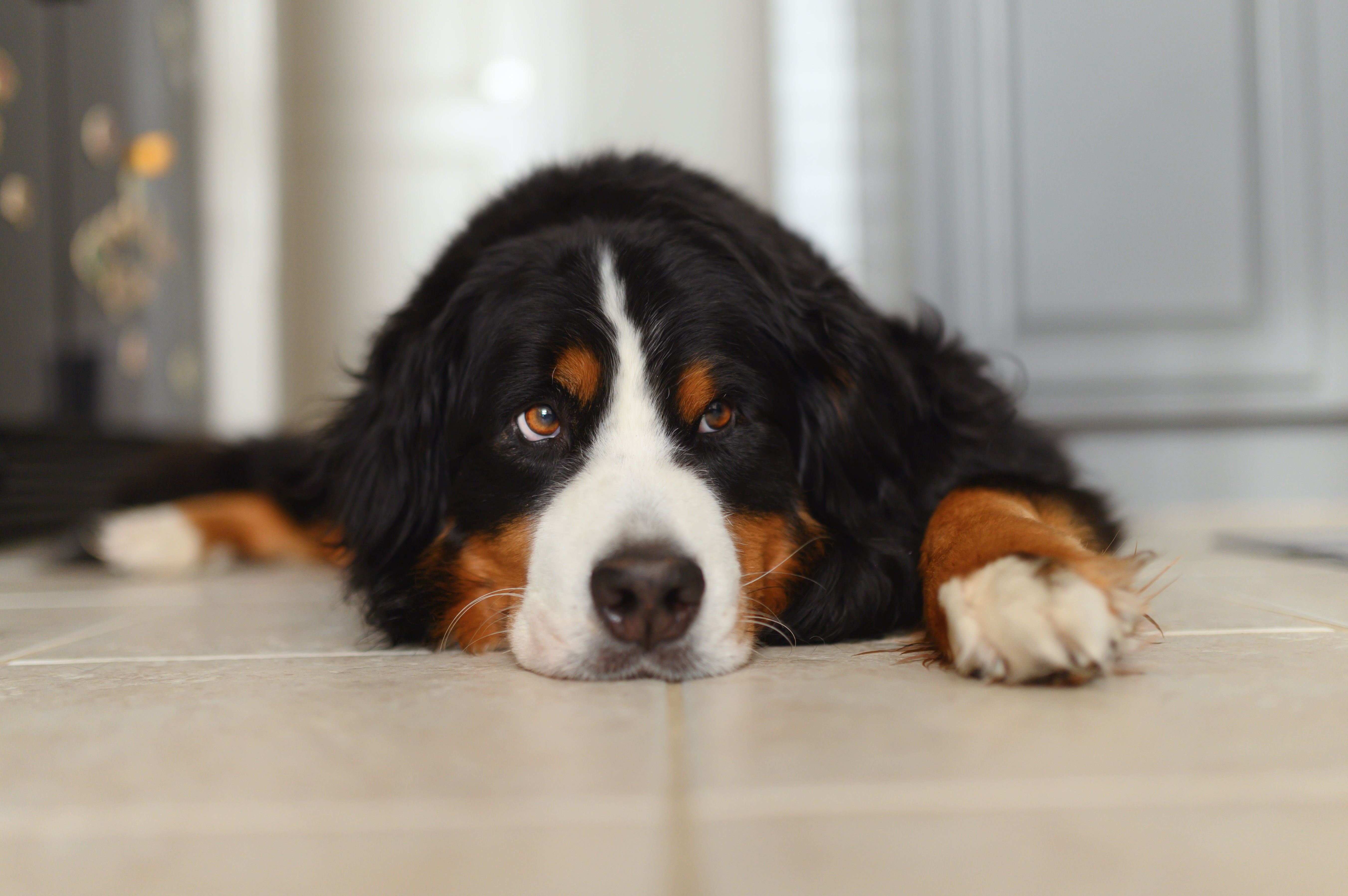 Birdie - the Bernese Mountain Dog - hangs out in her house waiting to go for a walk.