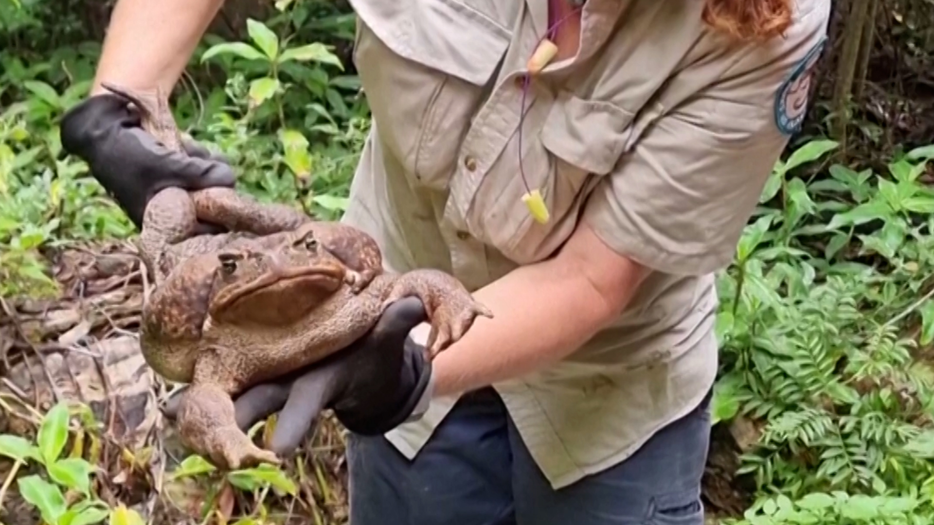     Toadzilla is twice the size of the average cane toad.