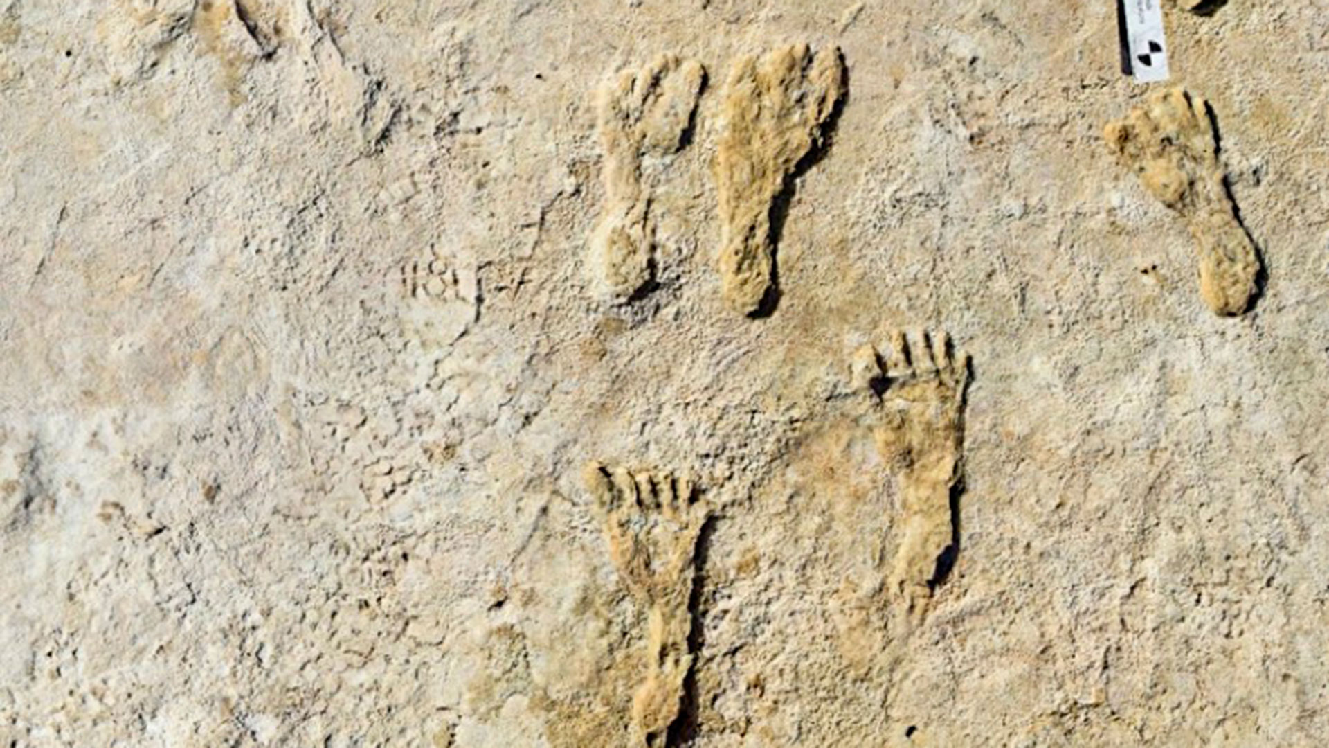 La foto muestra huellas humanas fosilizadas en el Parque Nacional White Sands en Nuevo México

[NPS via AP Photo]
