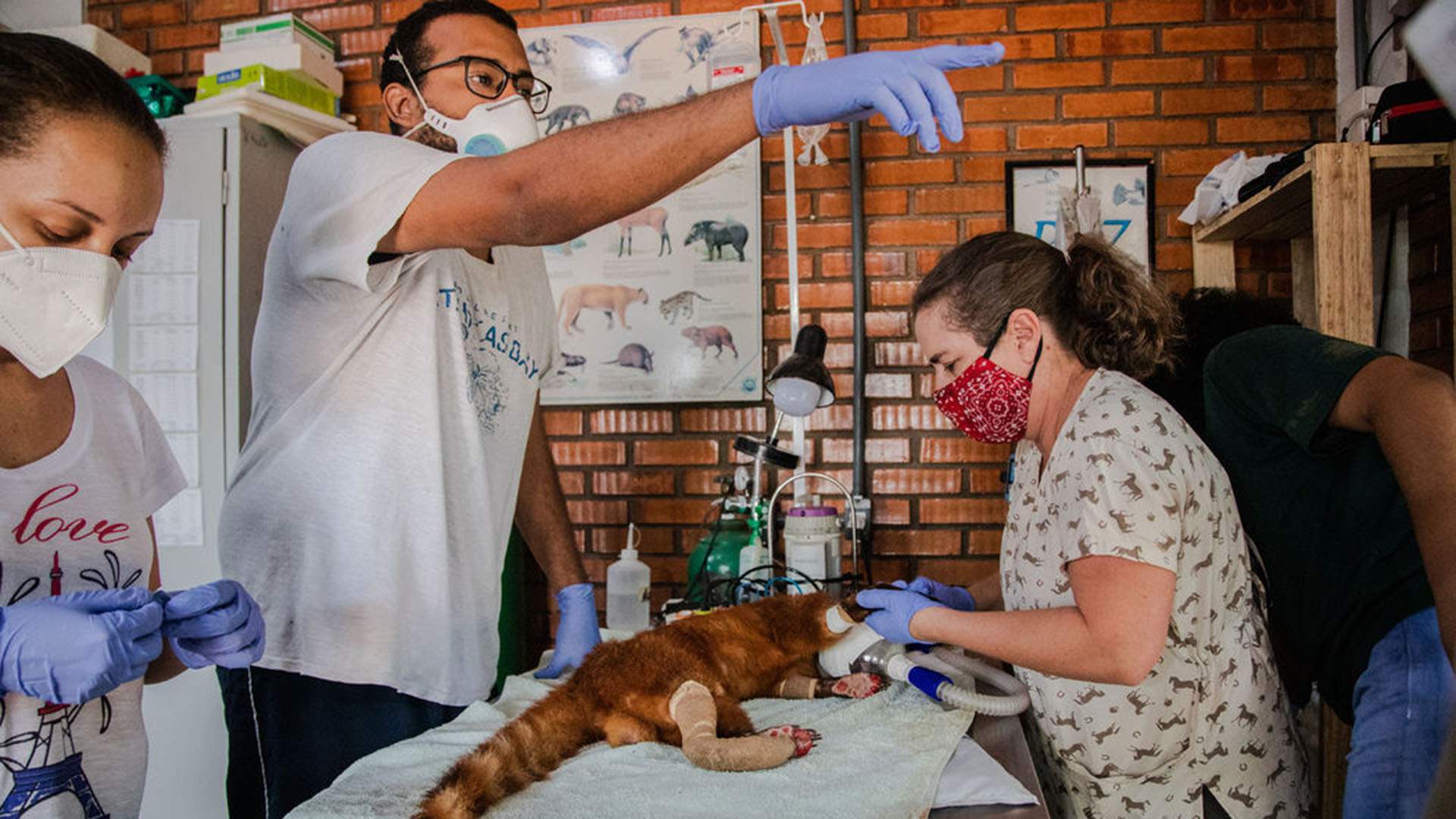 Un coatí que sufrió quemaduras recibe tratamiento en una unidad veterinaria de urgencias para la fauna silvestre en Poconé (Maria Magdalena Arrellaga/The New York Times)
