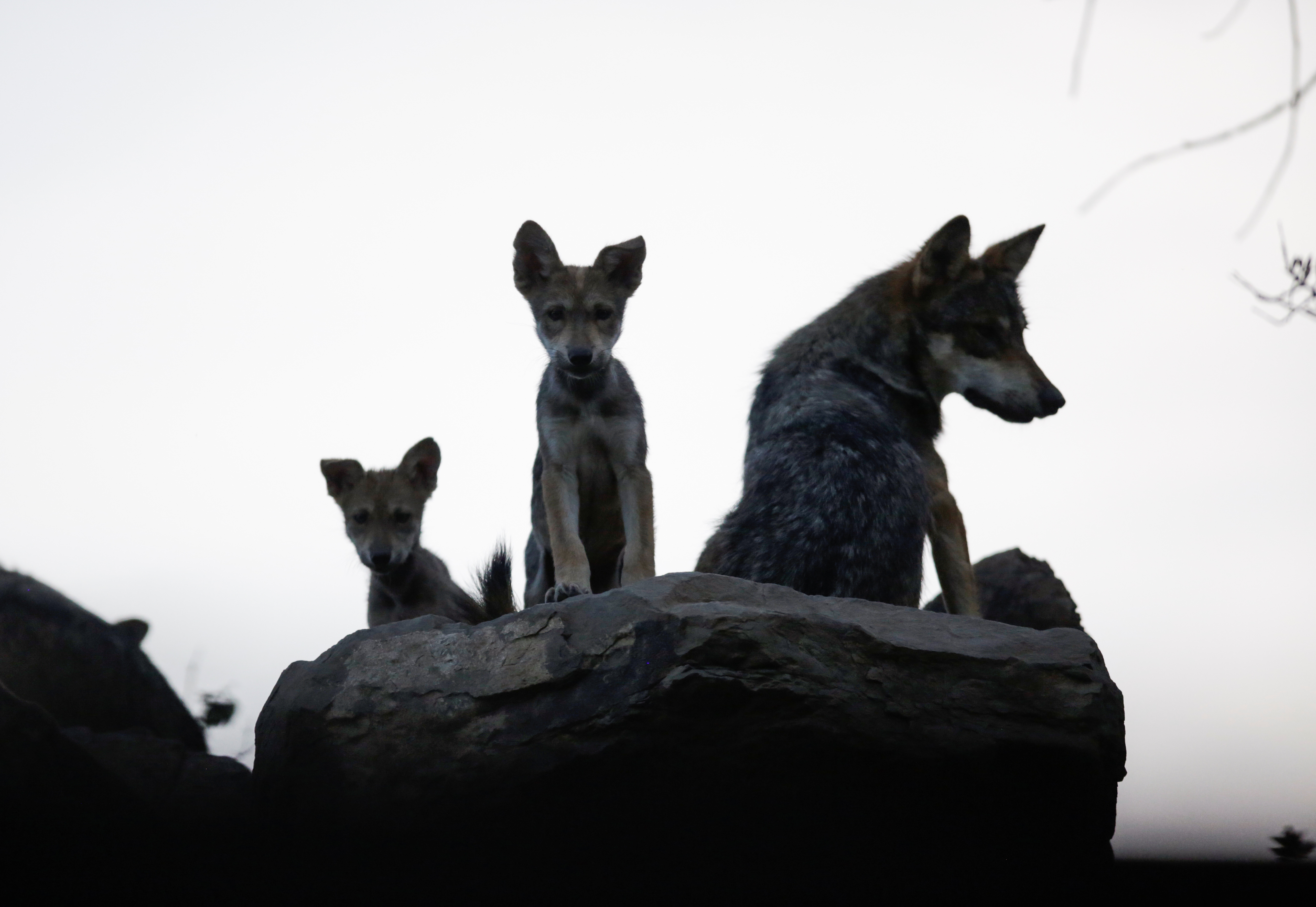 Según el museo, el lobo gris mexicano es la especie que corre más riesgo de desaparecer y la subespecie de menor talla en Norteamérica. 2 de julio de 2020. (Foto: REUTERS / Daniel Becerril)