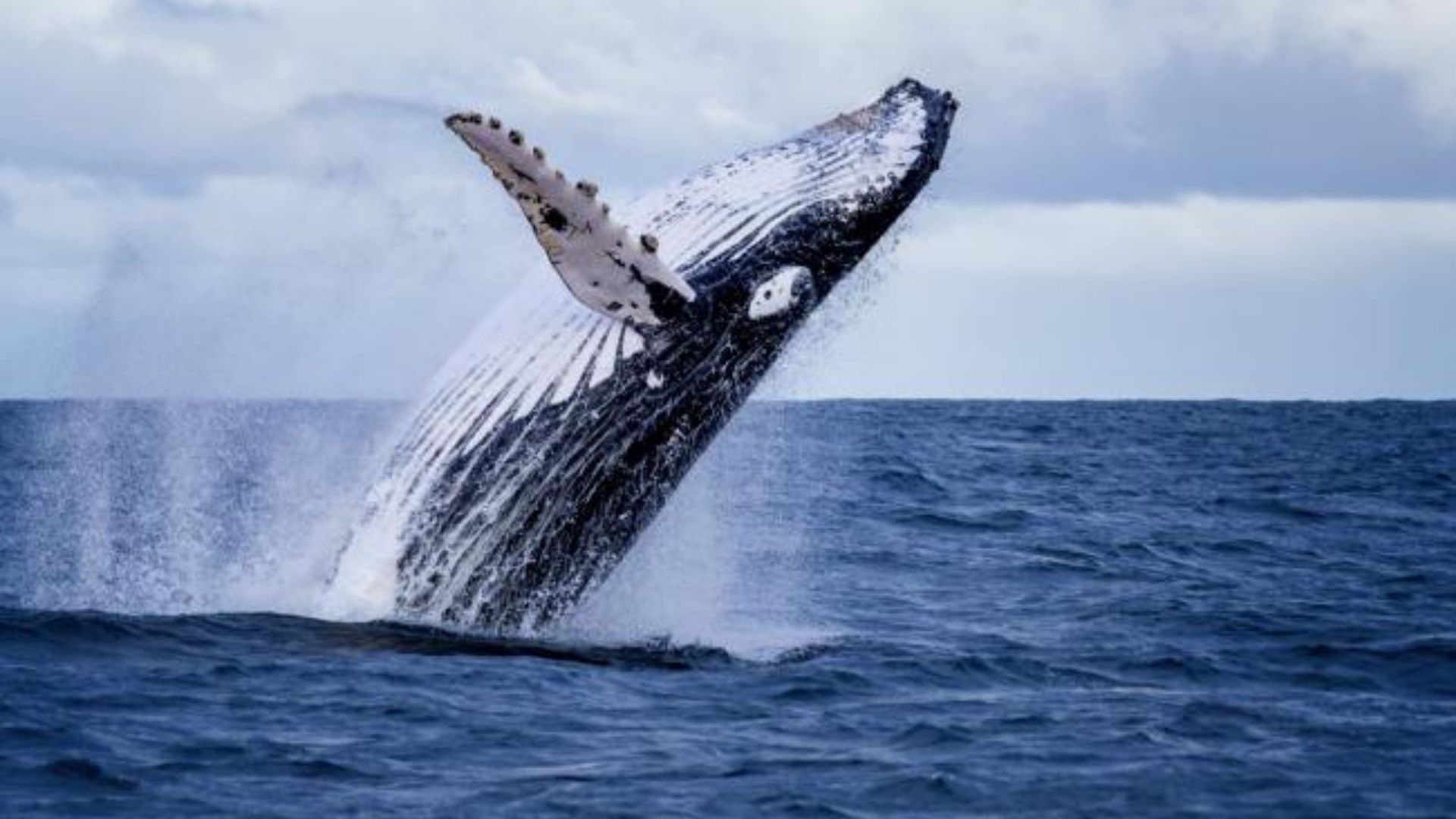 Between July and November of each year, the Colombian Pacific coast is the scene of a show like no other: the visit of humpback or humpback whales.  Colombia Travel.