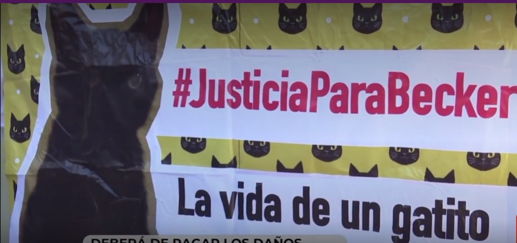 Justicia para el gato Becker, quien fue atropellado en León, Guanajuato (Especial)