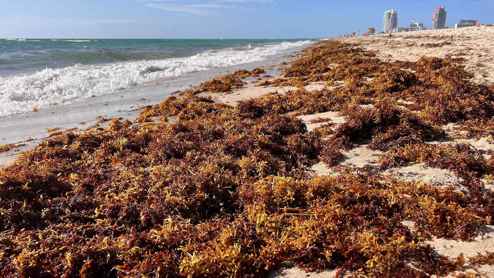 La playa más icónica de Miami se encuentra lidiando con una invasión del alga marina (foto)