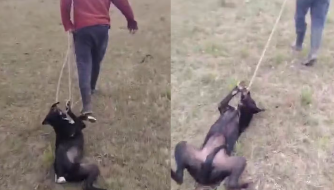 Video: un colectivo chocó de forma brutal contra un auto y lo dejó incrustado en una casa en Córdoba