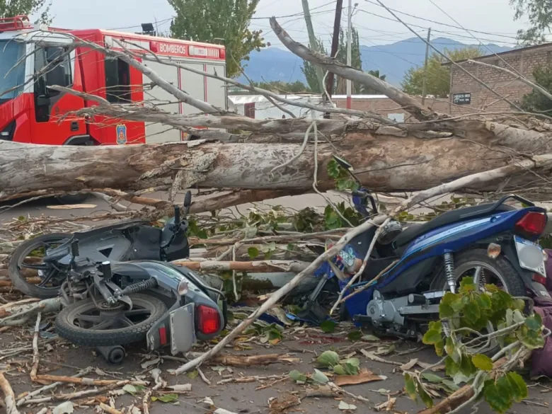 Mendoza: un motociclista muri&oacute; aplastado por un &aacute;rbol que cay&oacute; por fuertes r&aacute;fagas del viento Zonda