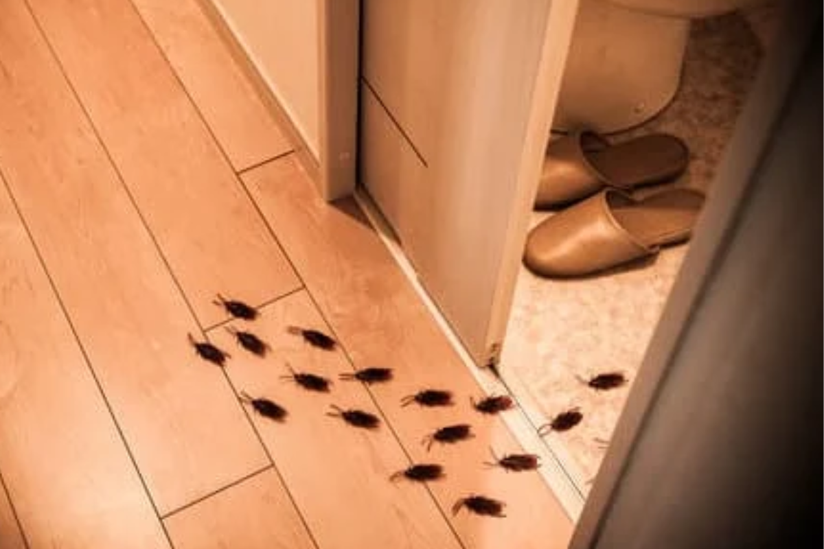 ¿Cómo ingresan las cucarachas a la casa y dónde se esconden?