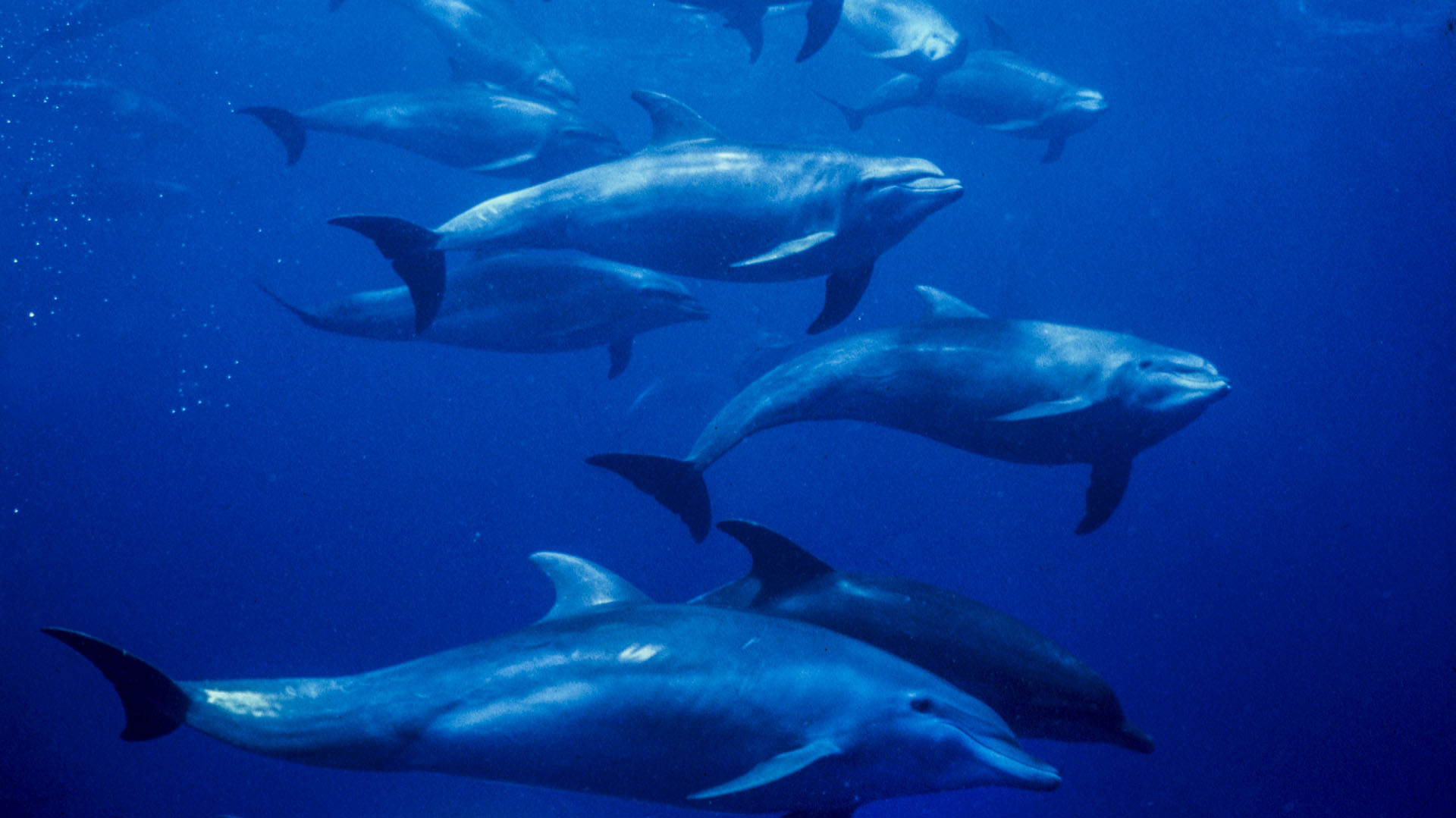 La experta agregó que los delfines también pueden percibir el ritmo porque son una especie de aprendizaje vocal (Getty Images)