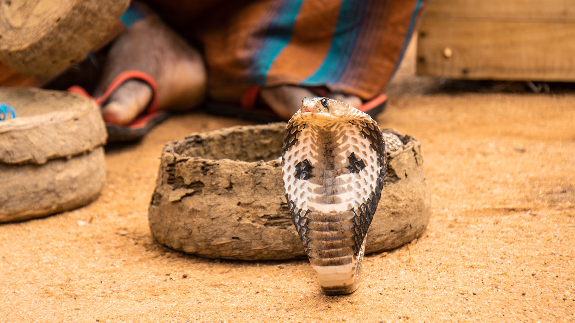 La India es el país donde mas personas mueren por mordeduras de serpientes
