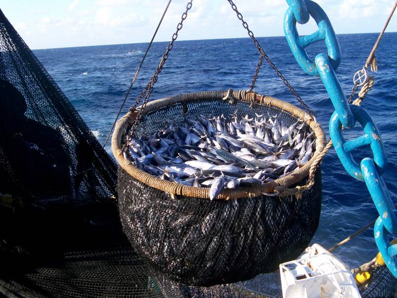 Atunes capturados por pesqueros ecuatorianos. (Foto: EL UNIVERSO).