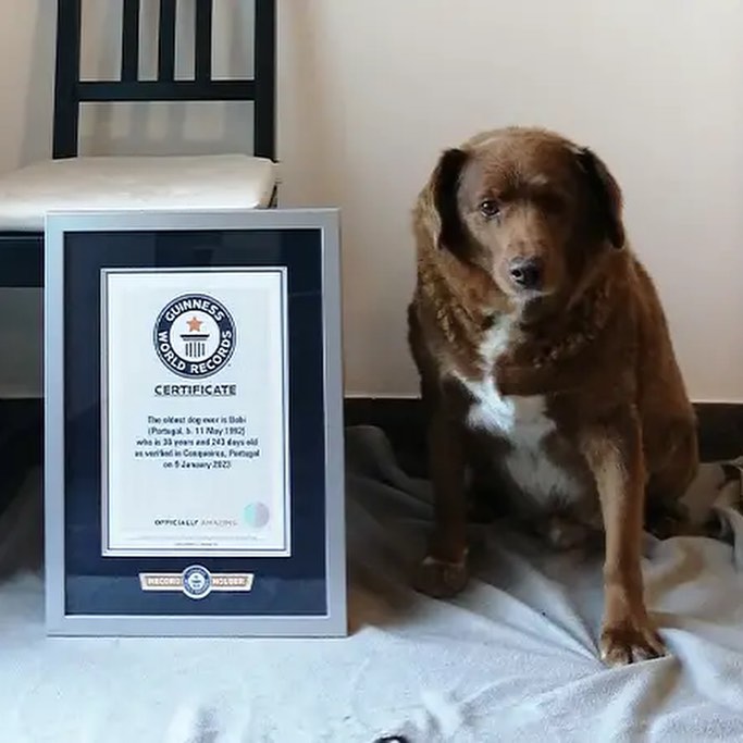 El can tiene el Guinness World Records ya que es el perro más viejo de la historia (@GuinnessWorldRecords)