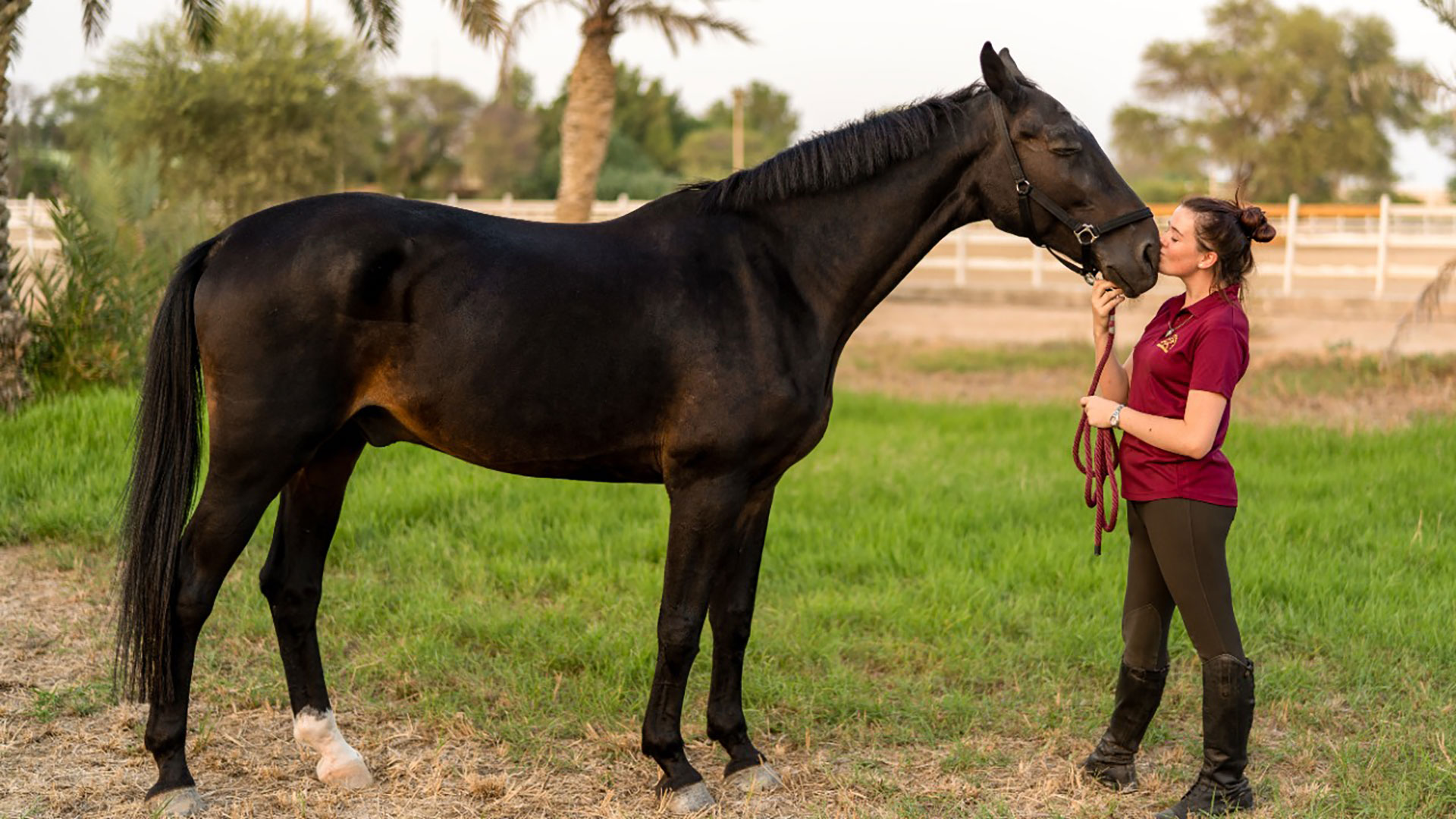 Hace siglos que el ser humano y el caballo tienen un vínculo especial producto de la domesticación (Pexels)