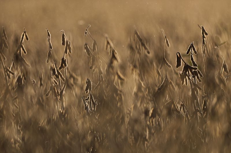 Plantas de soja son vistas en un campo en Pergamino, en la provincia de Buenos Aires en Argentina 27 abril, 2021. REUTERS/Agustin Marcarian