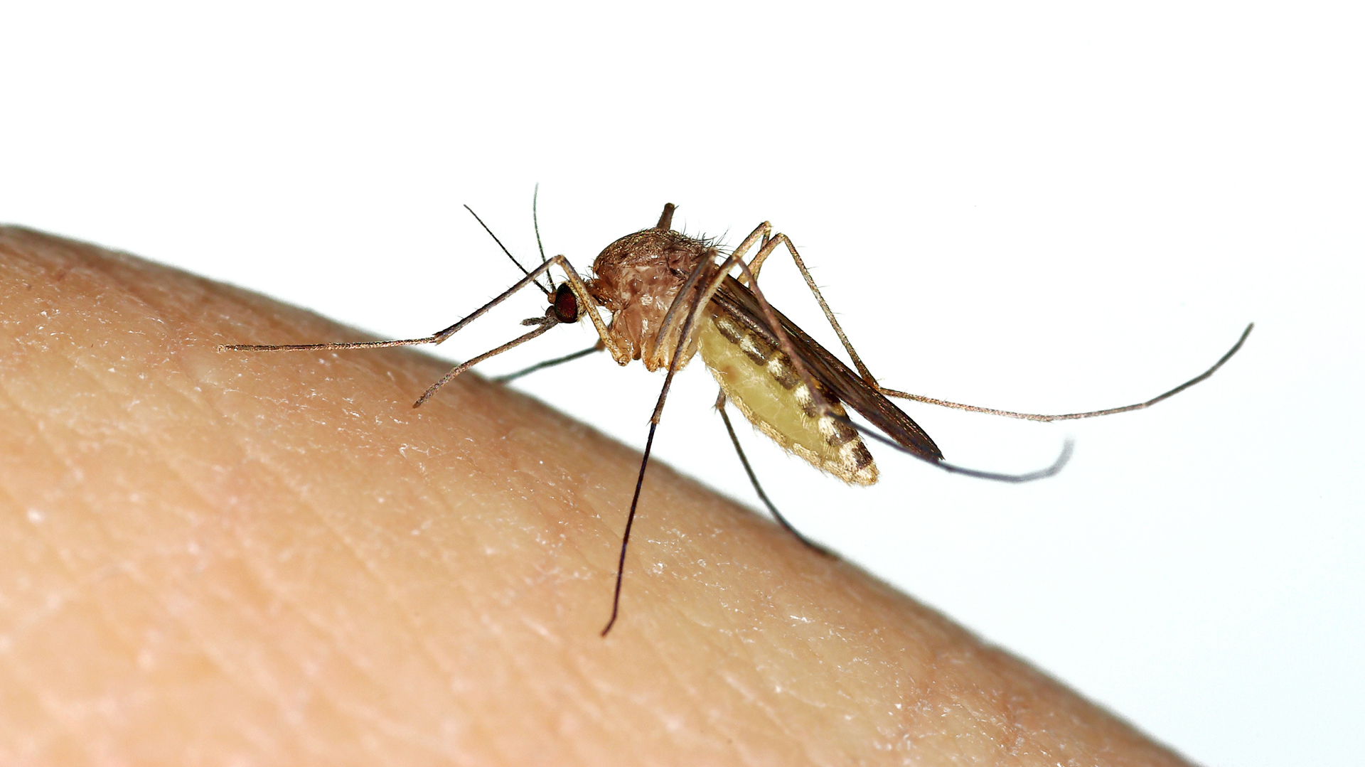 Preocupación por una nueva especie tropical de mosquito expandiéndose en el sur de la Florida