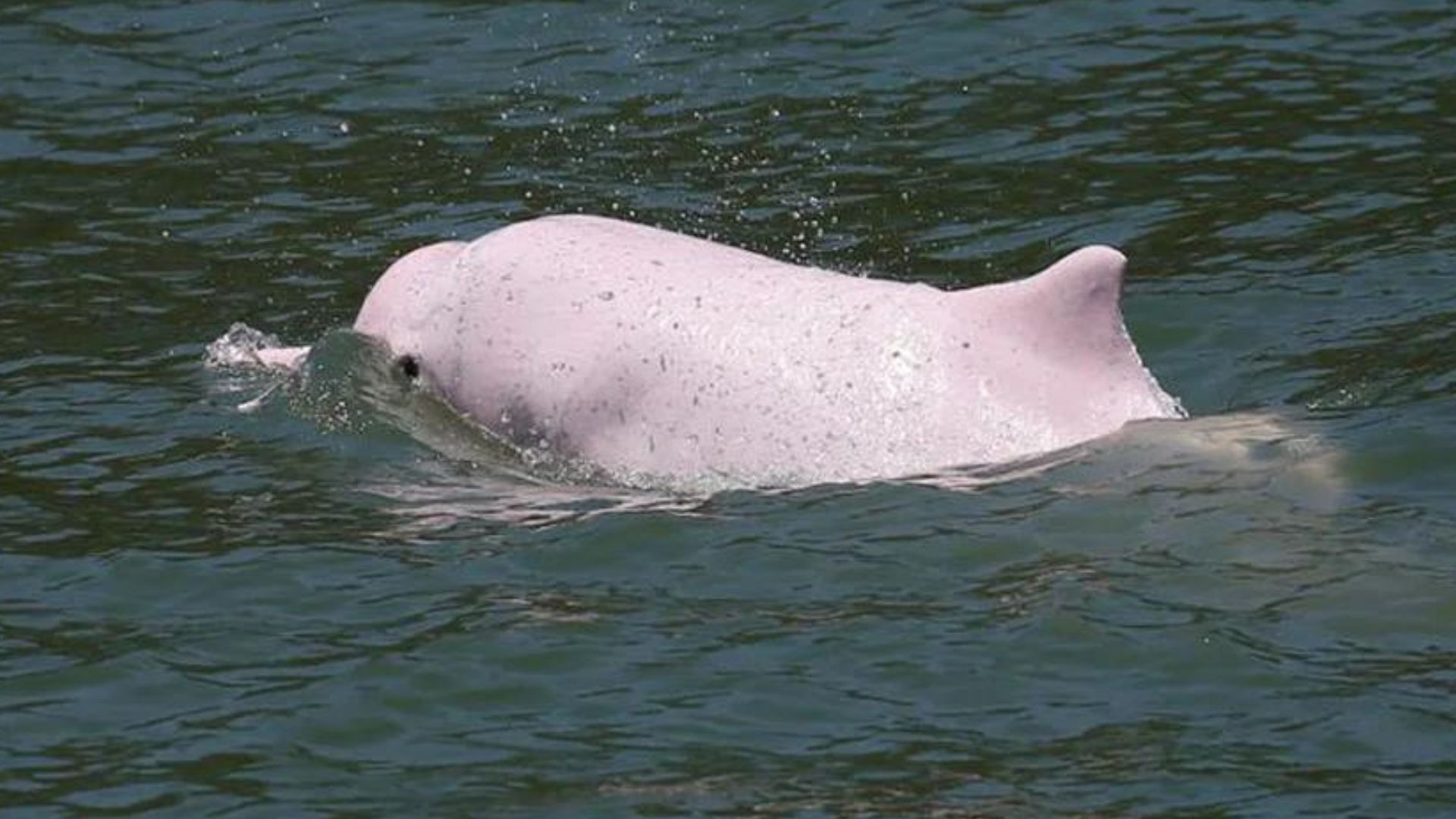 Delfines blancos mueren en los mares de Hong Kong y esta es la explicación que encontraron científicos