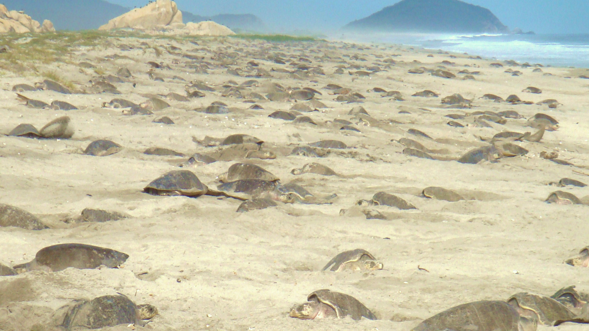 Otra playa en Oaxaca atrae al turismo por su centro de tortugas. (Foto; Cuartoscuro)