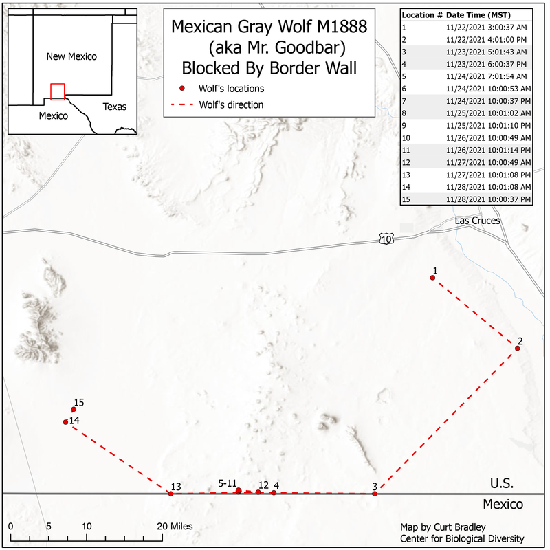 De acuerdo con los registros del CDB, el lobo mexicano recorrió alrededor de 37 kilómetros, entre el 23 y el 27 de noviembre hasta que llegó a la frontera donde el muro corta los corredores biológicos. (Imagen: Mapa del trayecto del lobo mexicano hecho por Curt Bradley, Centro para la Diversidad Biológica (CDB))