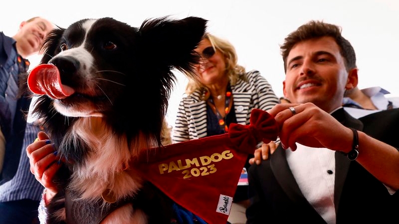 Stan, un Border Collie, recibe el premio Palm Dog en nombre del perro Messi, que interpretó a Snoop en la película "Anatomie d'une chute" (Anatomía de una caída), en los Premios Palm Dog que tienen lugar en paralelo al 76º Festival de Cannes en Cannes, Francia, 26 de mayo de 2023. REUTERS/Eric Gaillard