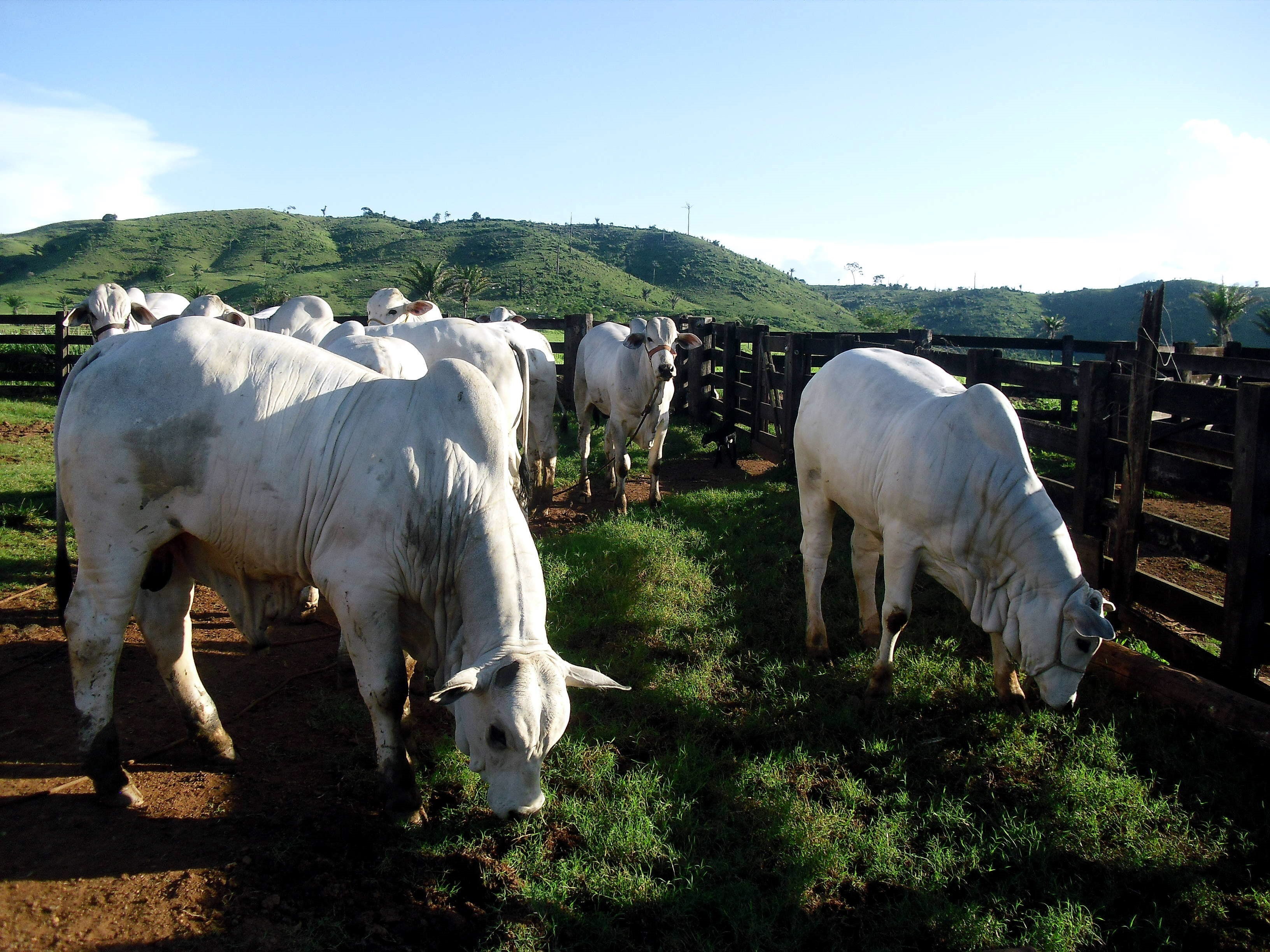 Vacas pastando en Brasil, principal exportador mundial de carne vacuna
EFE/Carlos Moreno/Archivo
