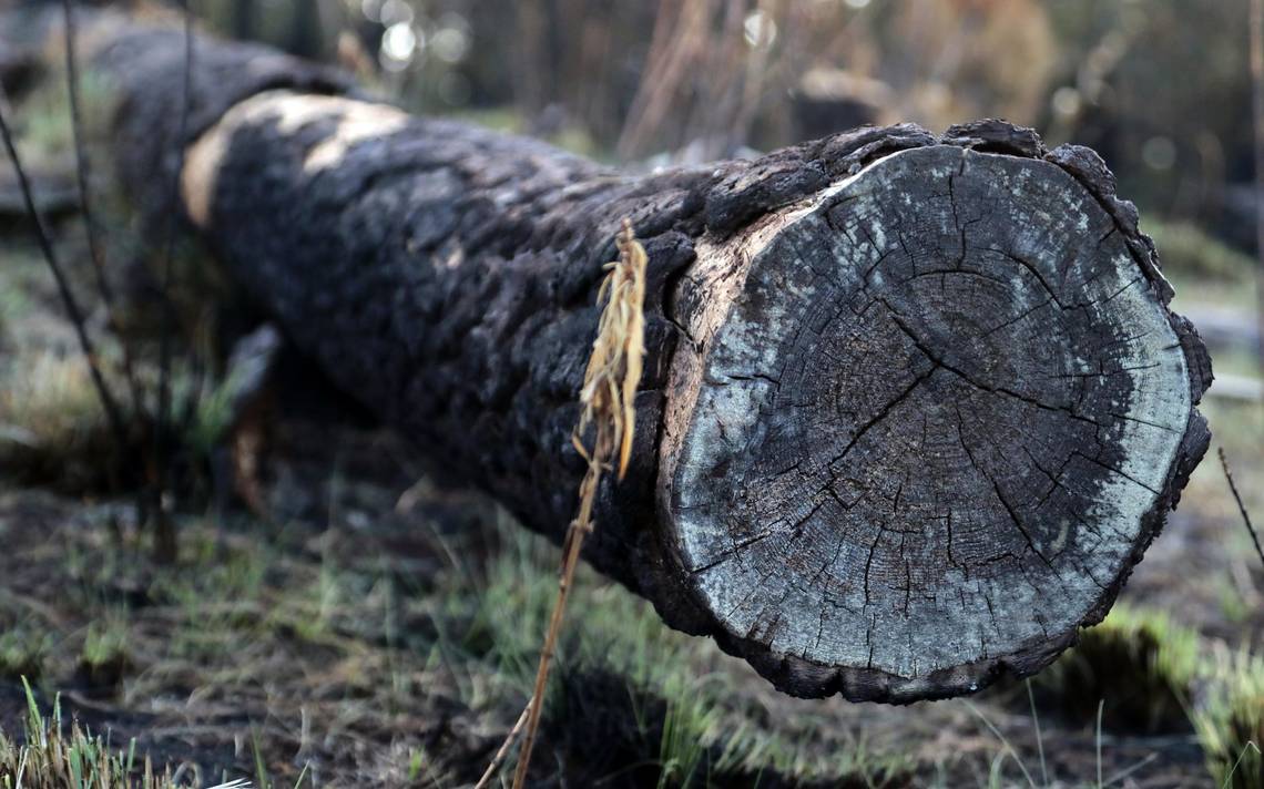 Cómo funciona el permiso para talar árboles: ¿puedo cortar uno dentro de mi propiedad?
