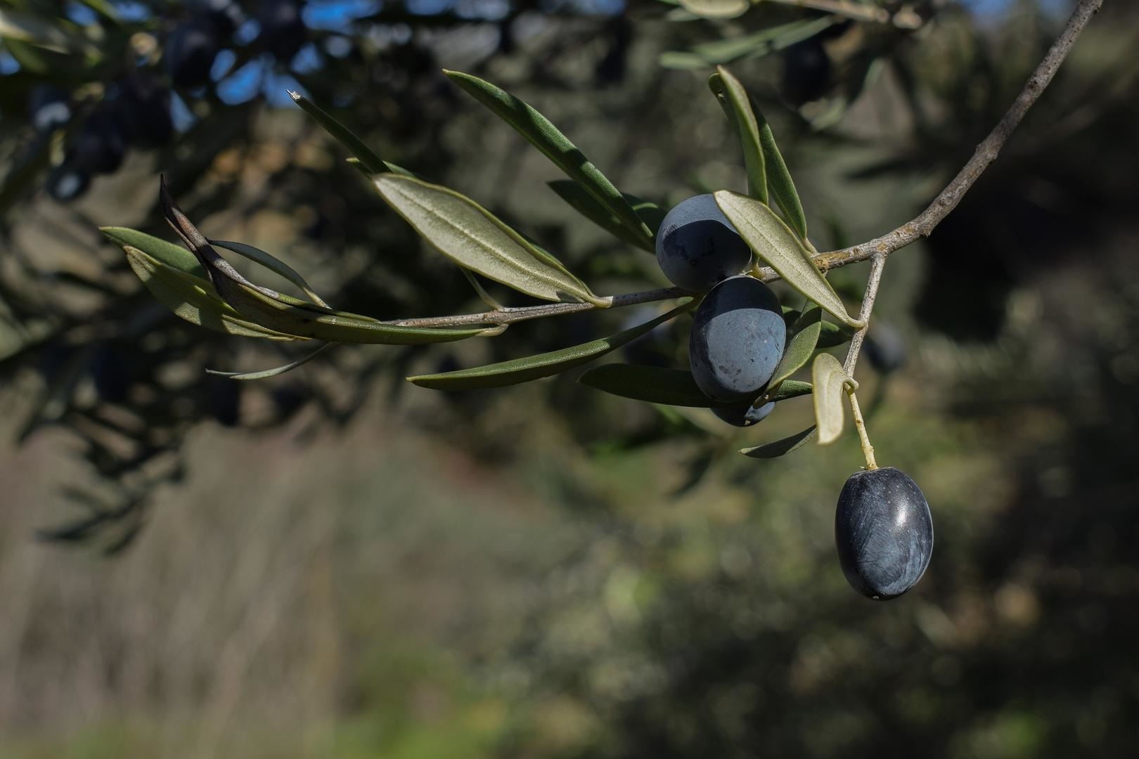 Cuál Es La Fruta Que Ayuda Contra La Diabetes Y Reduce El Colesterol