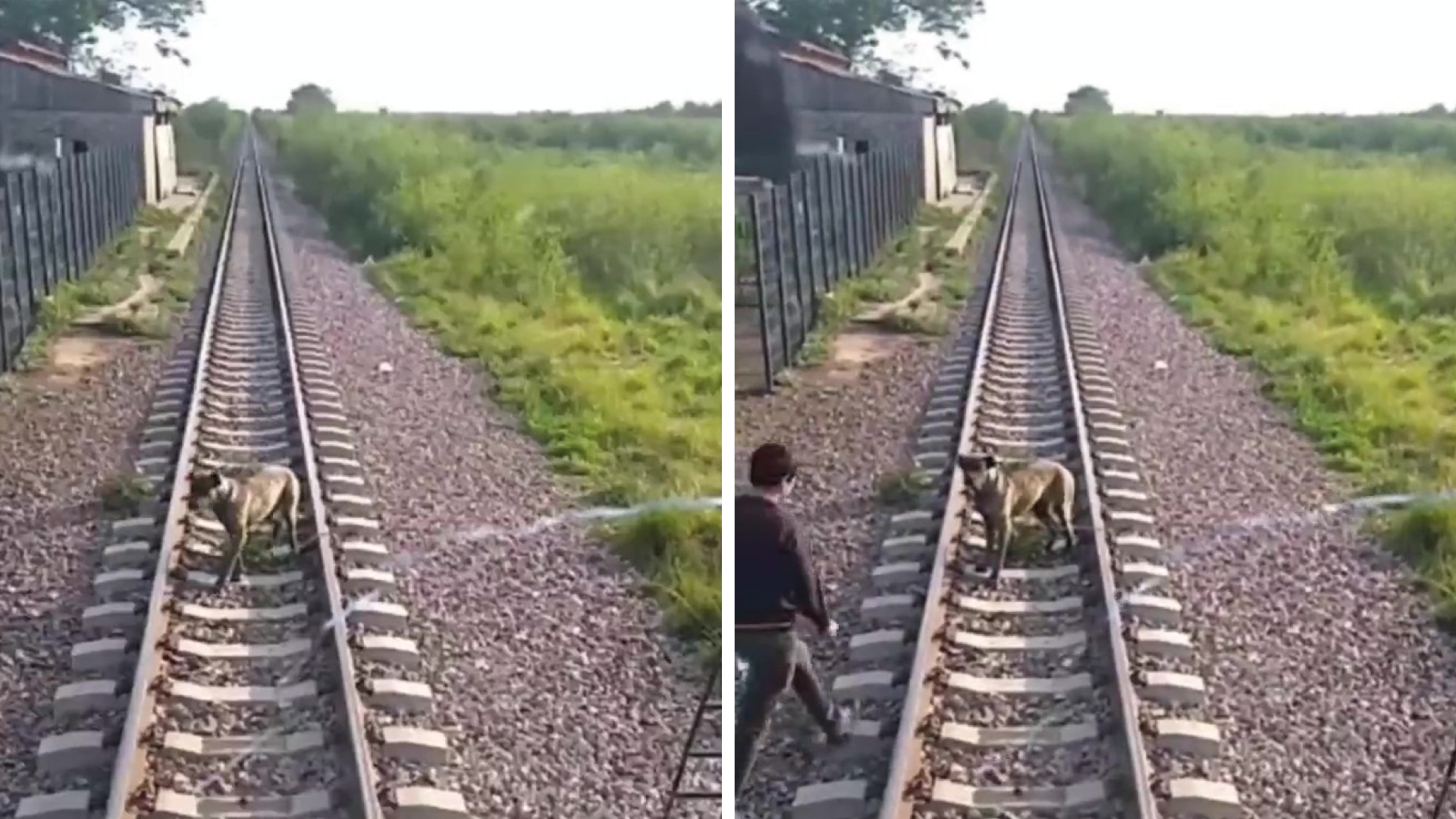 Salvan a un perro atado en las vías del tren.