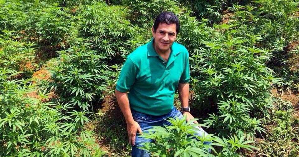 El alcalde de Cali, Jorge Iván Ospina, quiere crear una “Empresa Distrital Cannabis” 