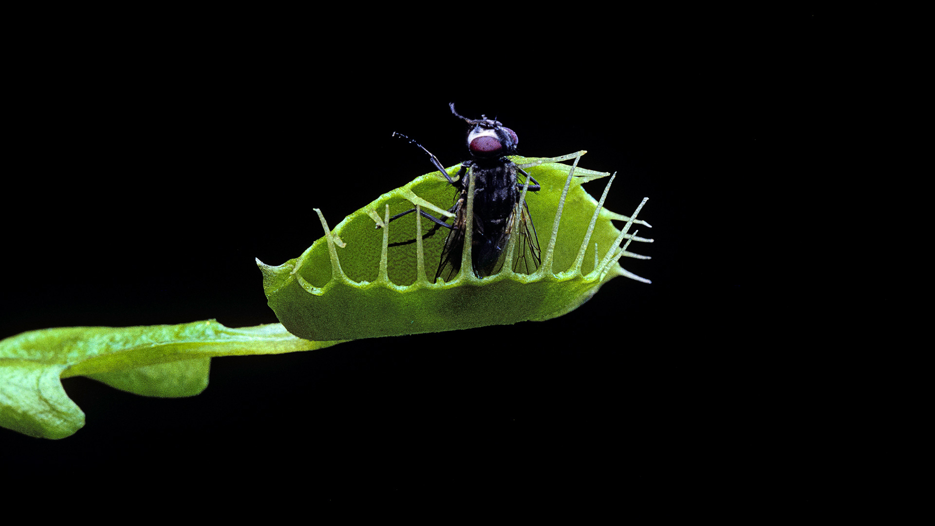 Las plantas carnívoras se alimentan de insectos en pos de, entre otras cosas, extraer los nutrientes necesarios para su supervivencia (Getty)