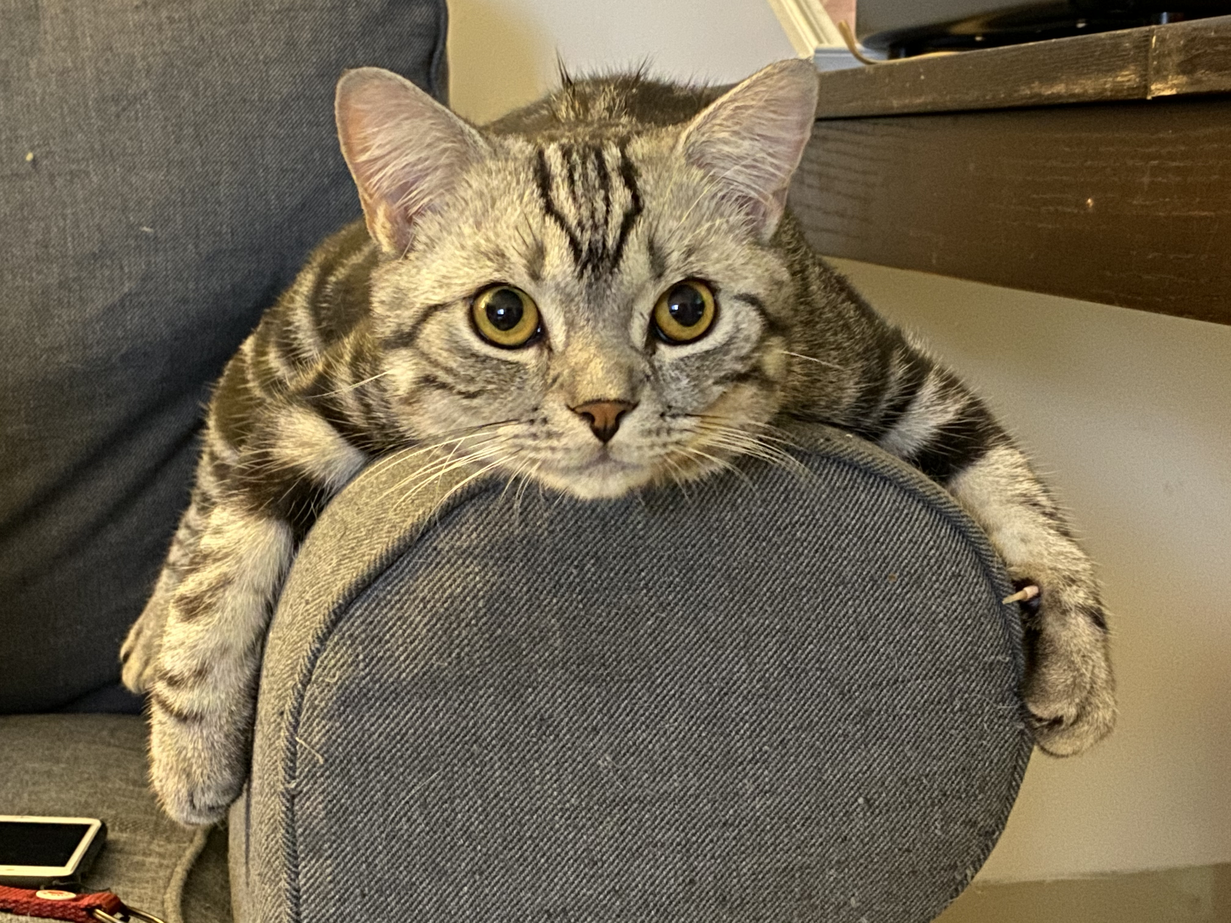 Cute American short-hair cat resting on a sofa