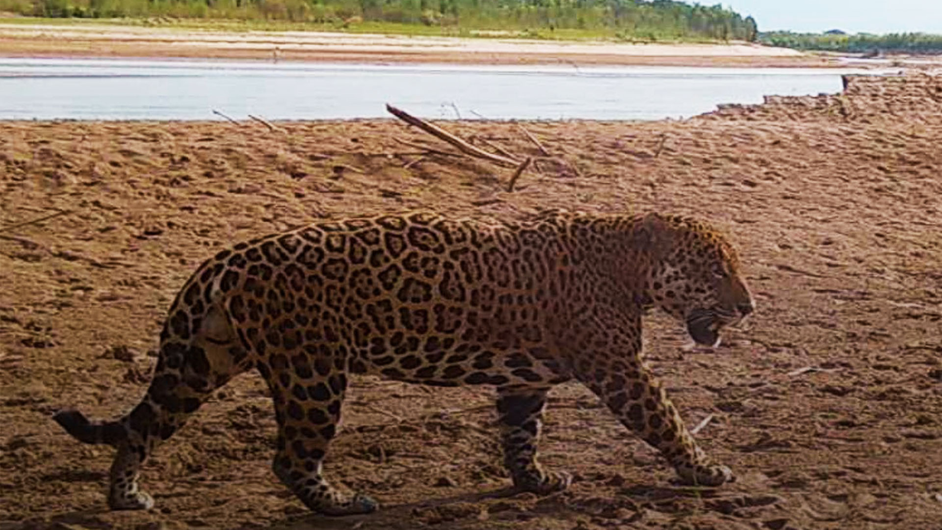 Un yaguareté solitario, similar al cazado, fue fotografiado por cámaras trampa por primera vez en octubre del año pasado (Fundación Rewilding)
