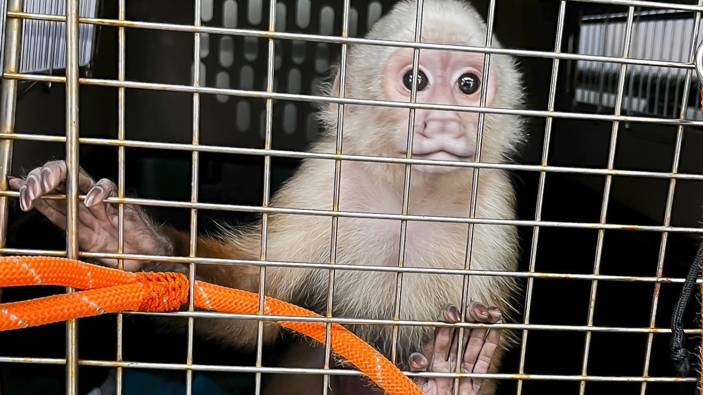 Atado a una cama, desnutrido y sin colmillos fue encontrado un mono cariblanco en el Área Metropolitana de Medellín