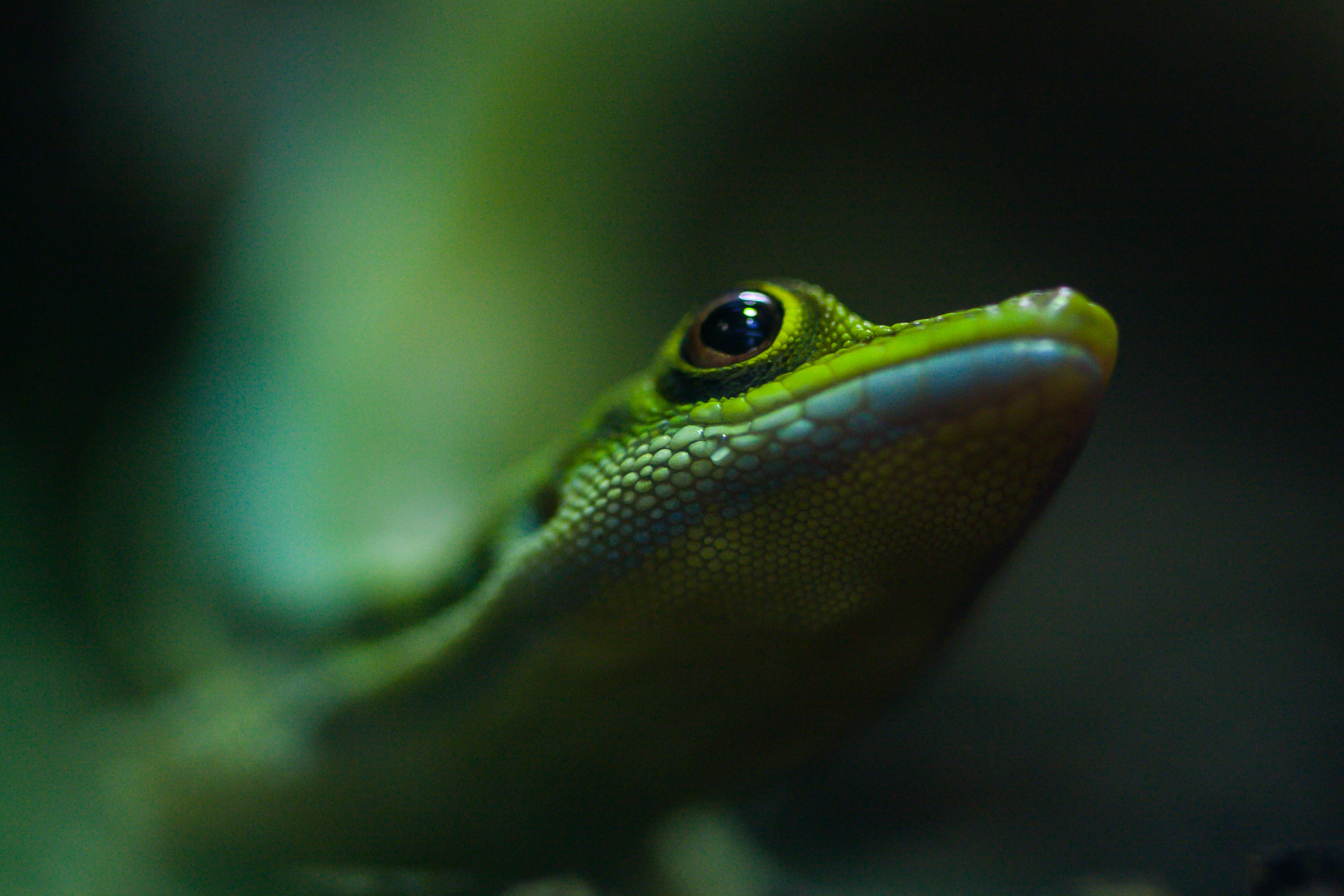 Sus características únicas lo han convertiod en uno de los animales más traficados en el oriente del Caribe (Gettyimages)