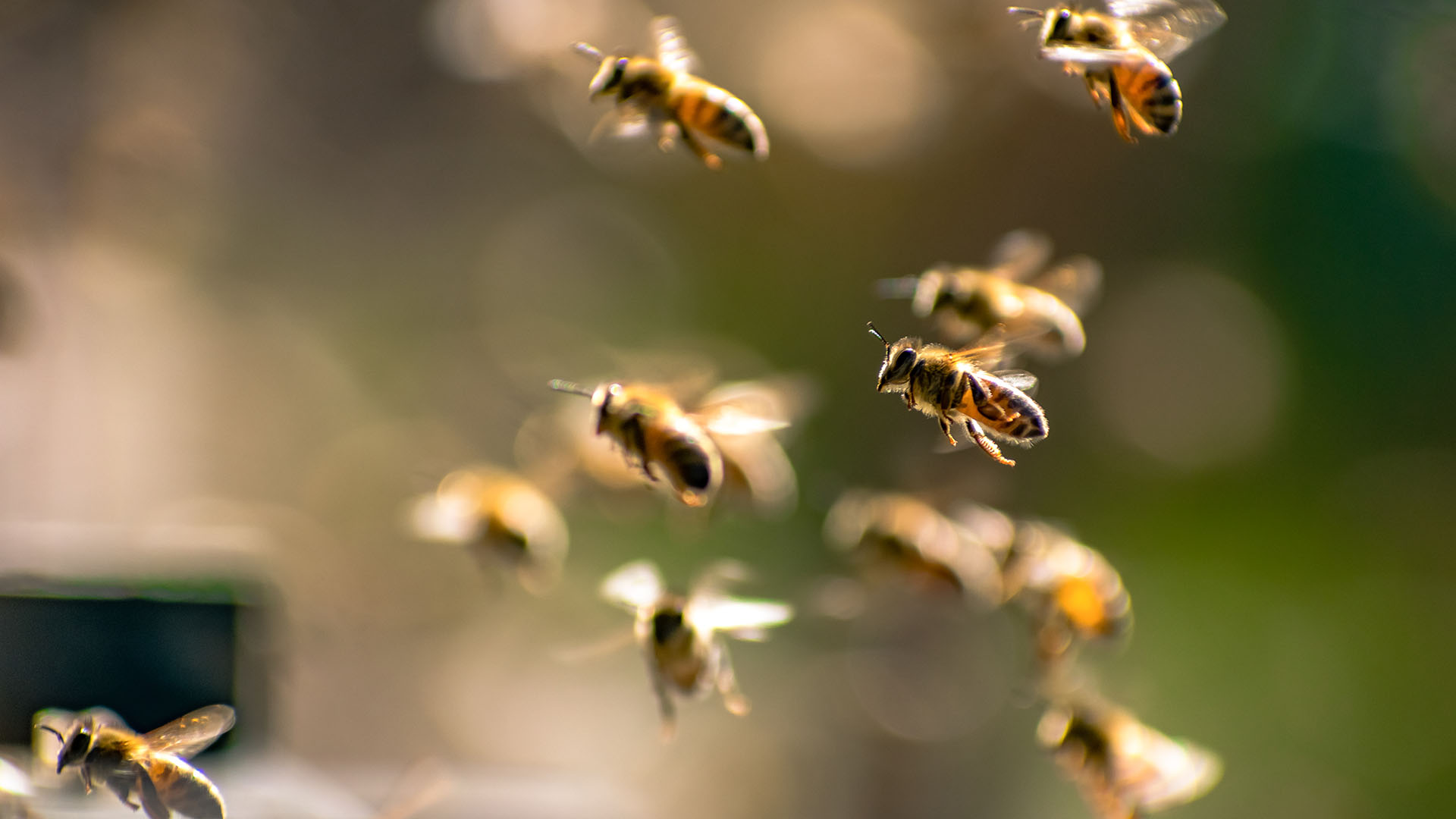 El equipo descubrió que en los años más cálidos y húmedos, las abejas mostraban una mayor asimetría en las alas (Getty)