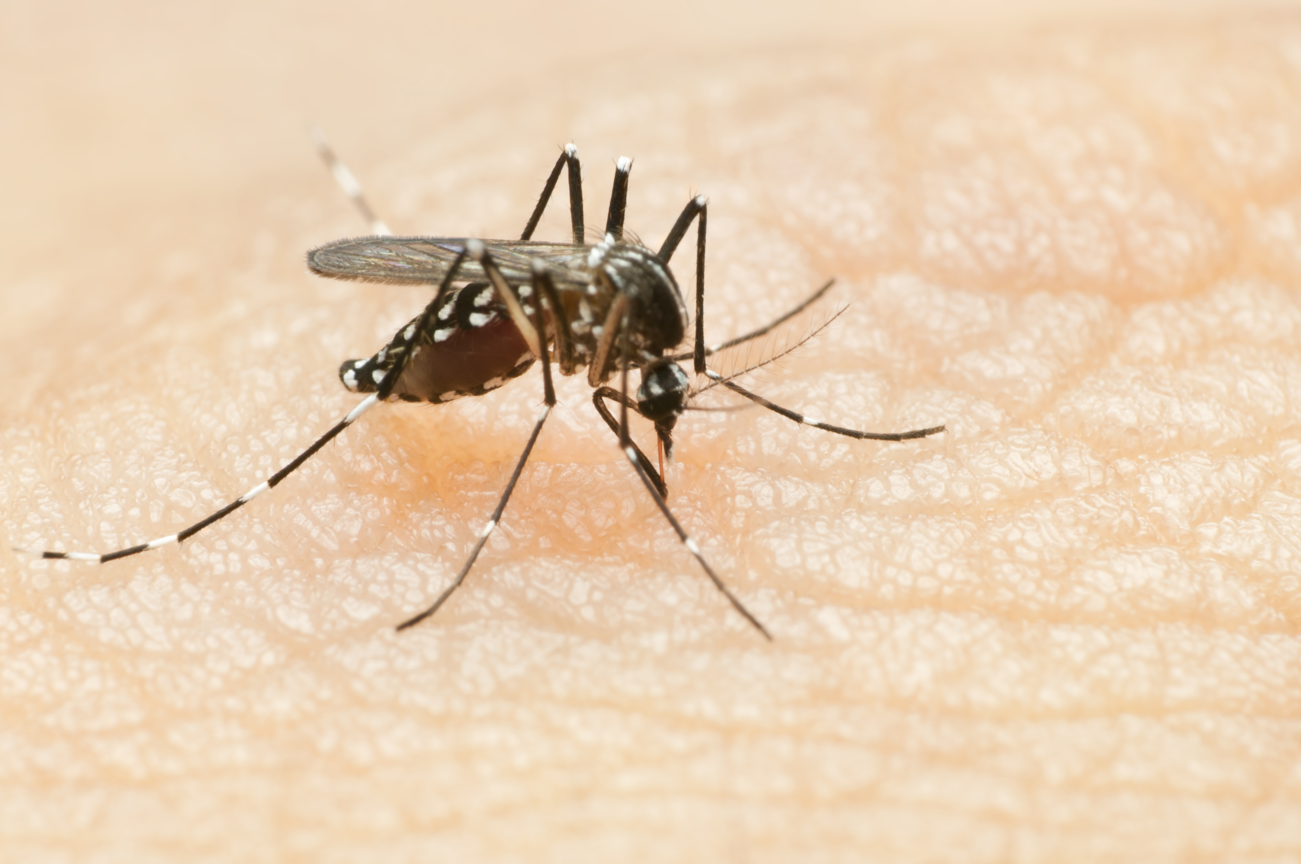 Según surge de los datos oficiales difundidos por el Ministerio de Salud de la Nación se produjo un aumento del 94,54% en el número de enfermos de dengue en sólo siete días